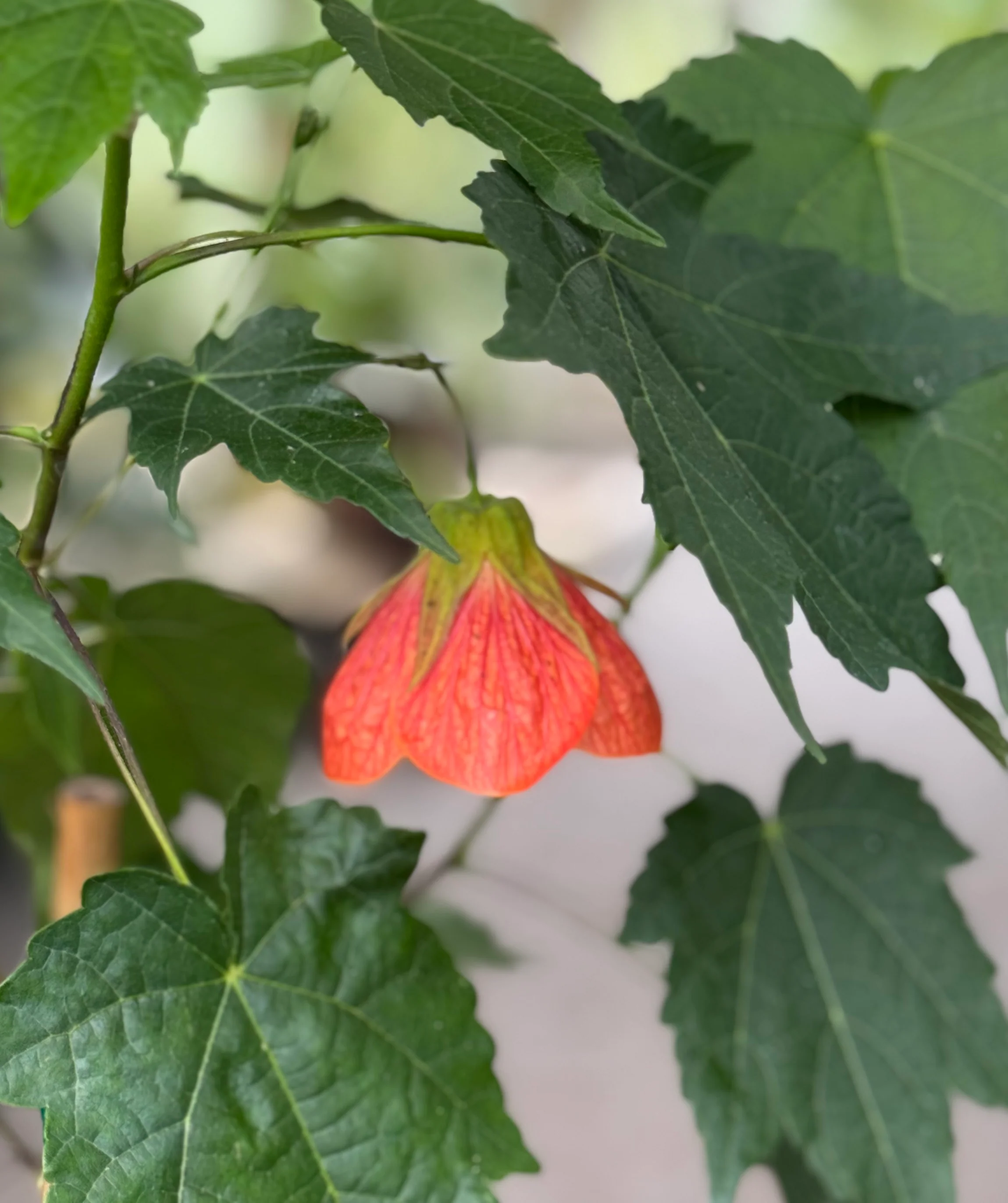 *RETAIL - Abutilon x 'Orange Drop'