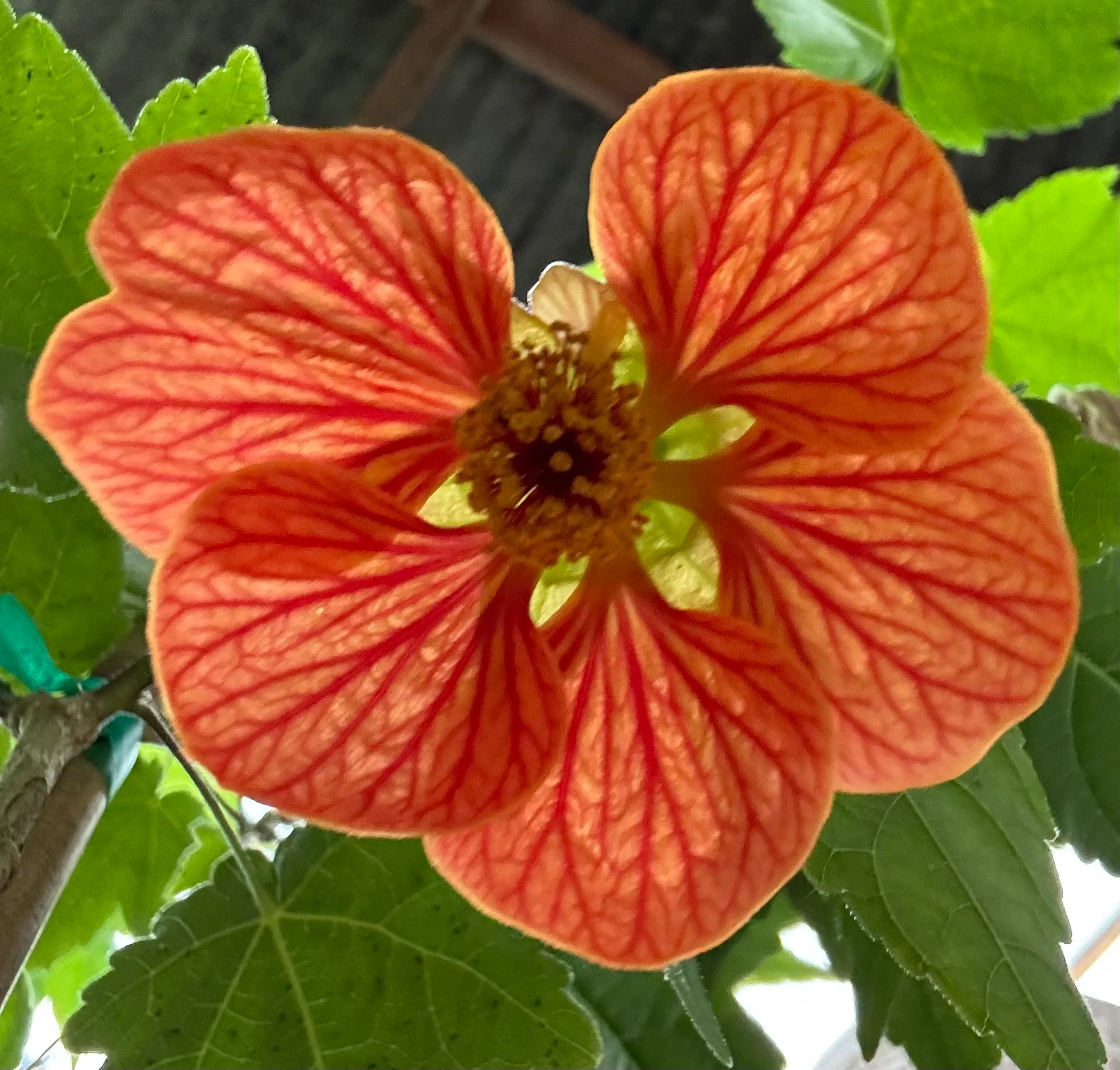 *RETAIL - Abutilon x 'Orange Drop' - Image 2
