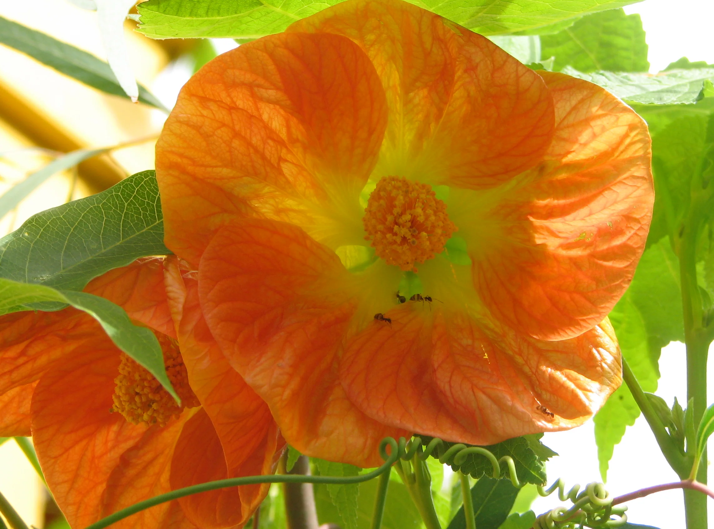 *RETAIL - Abutilon x 'Victor Reiter' - Image 2