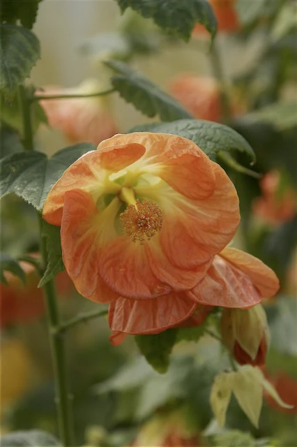 *RETAIL - Abutilon x 'Victor Reiter' - Image 3