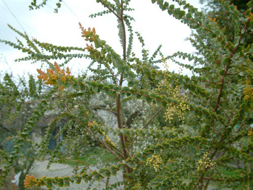 *RETAIL - Acacia pravissima - Image 2