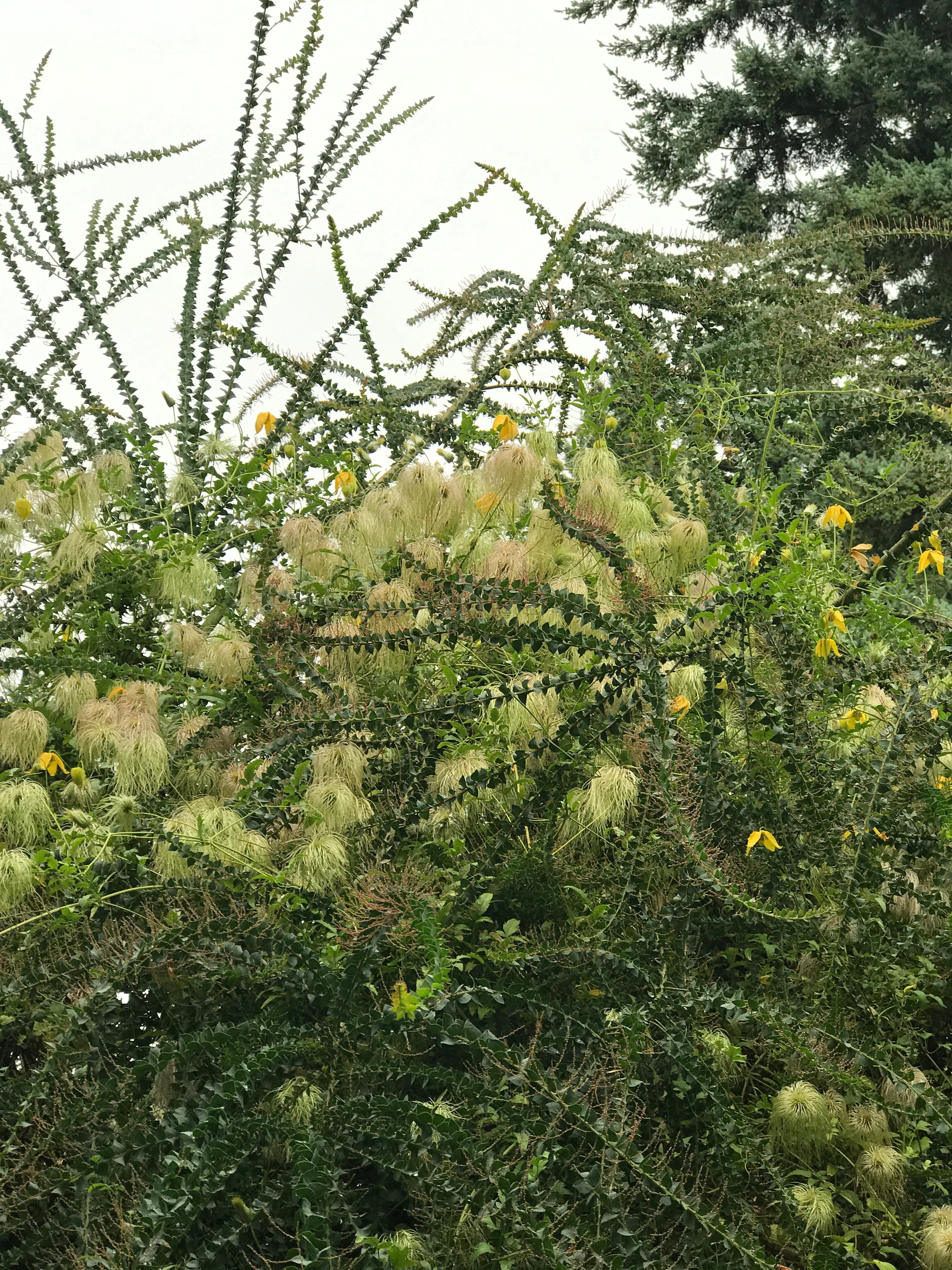 *RETAIL - Acacia pravissima - Image 3