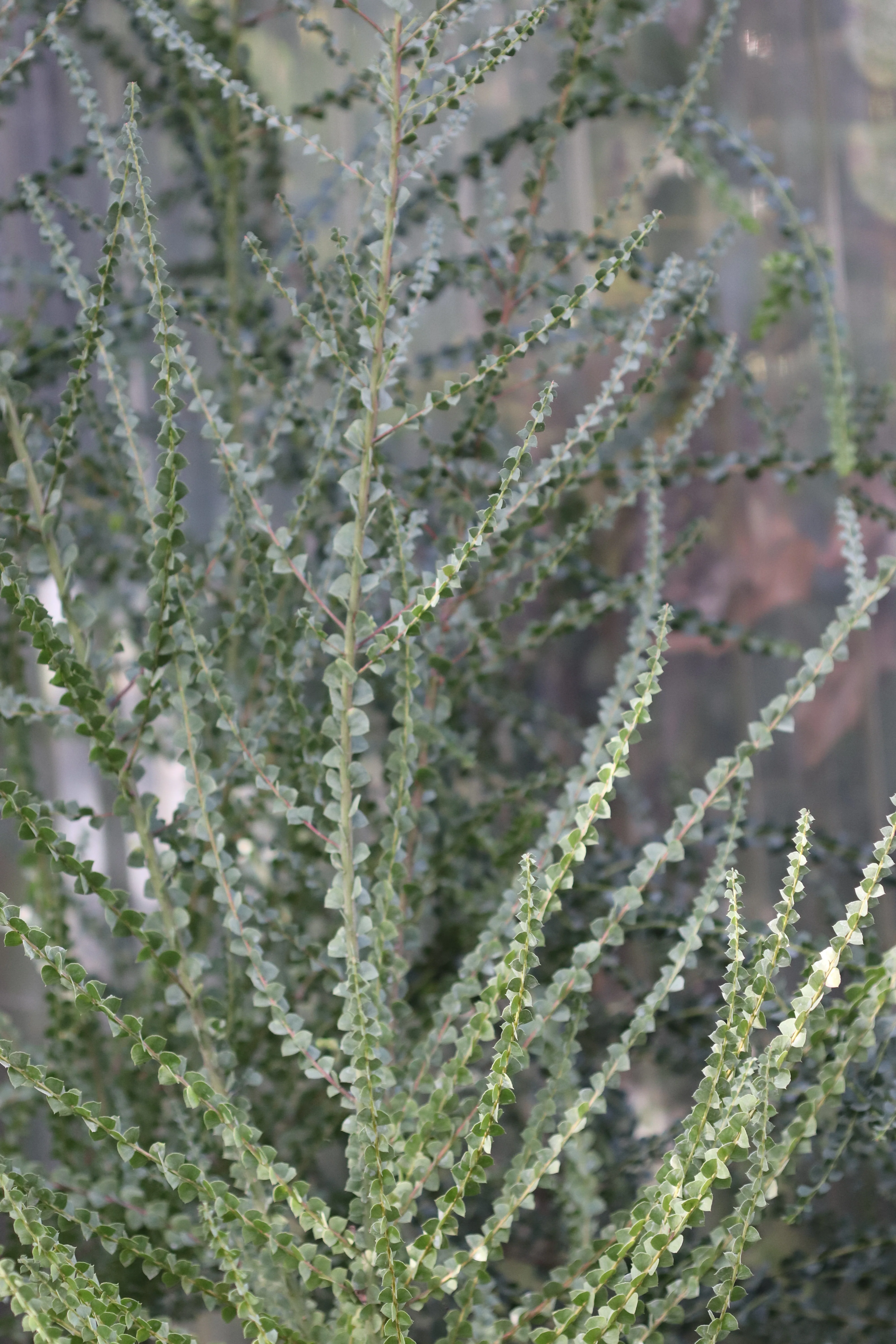*RETAIL - Acacia pravissima - Image 4