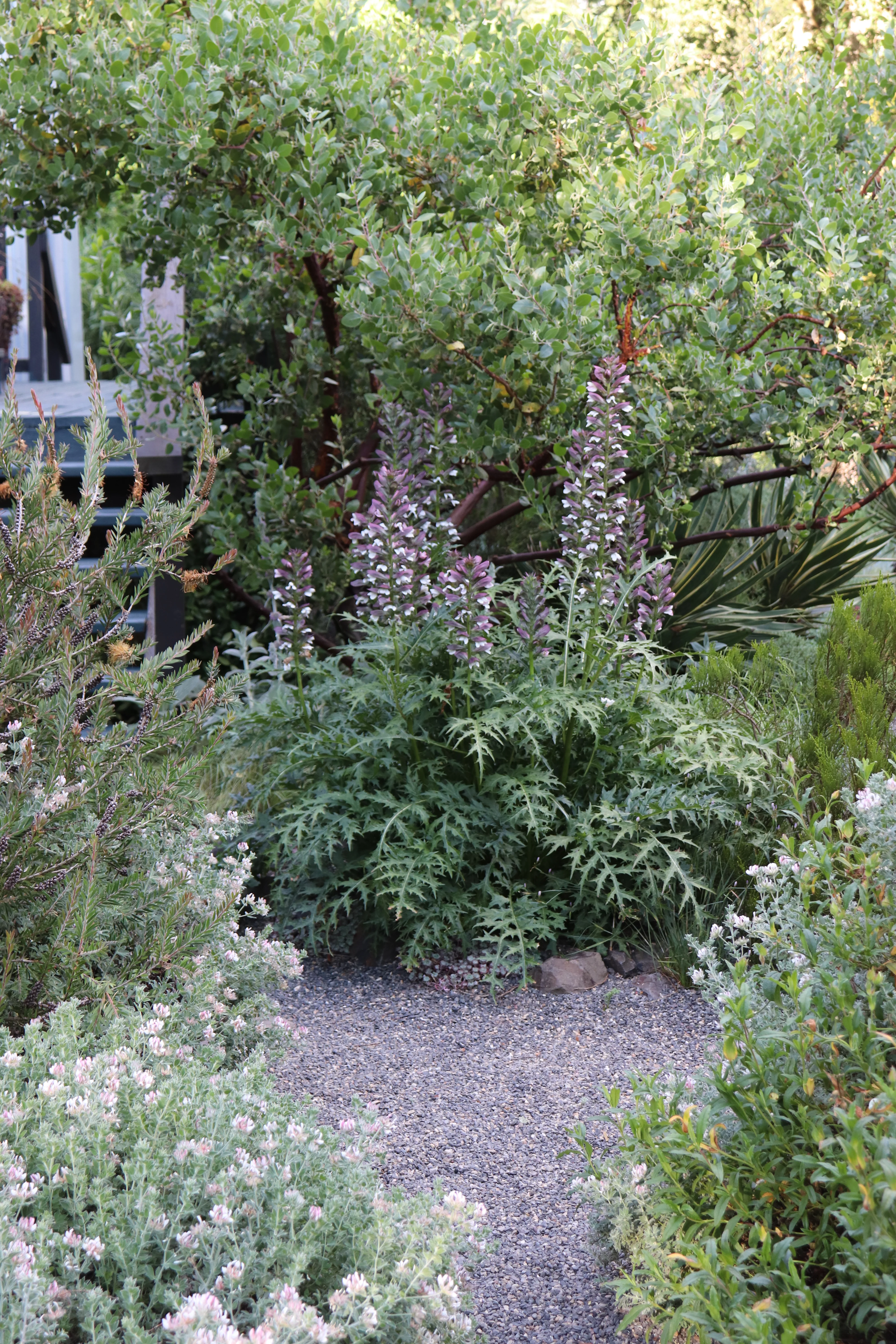 *RETAIL - Acanthus spinosus - Image 2