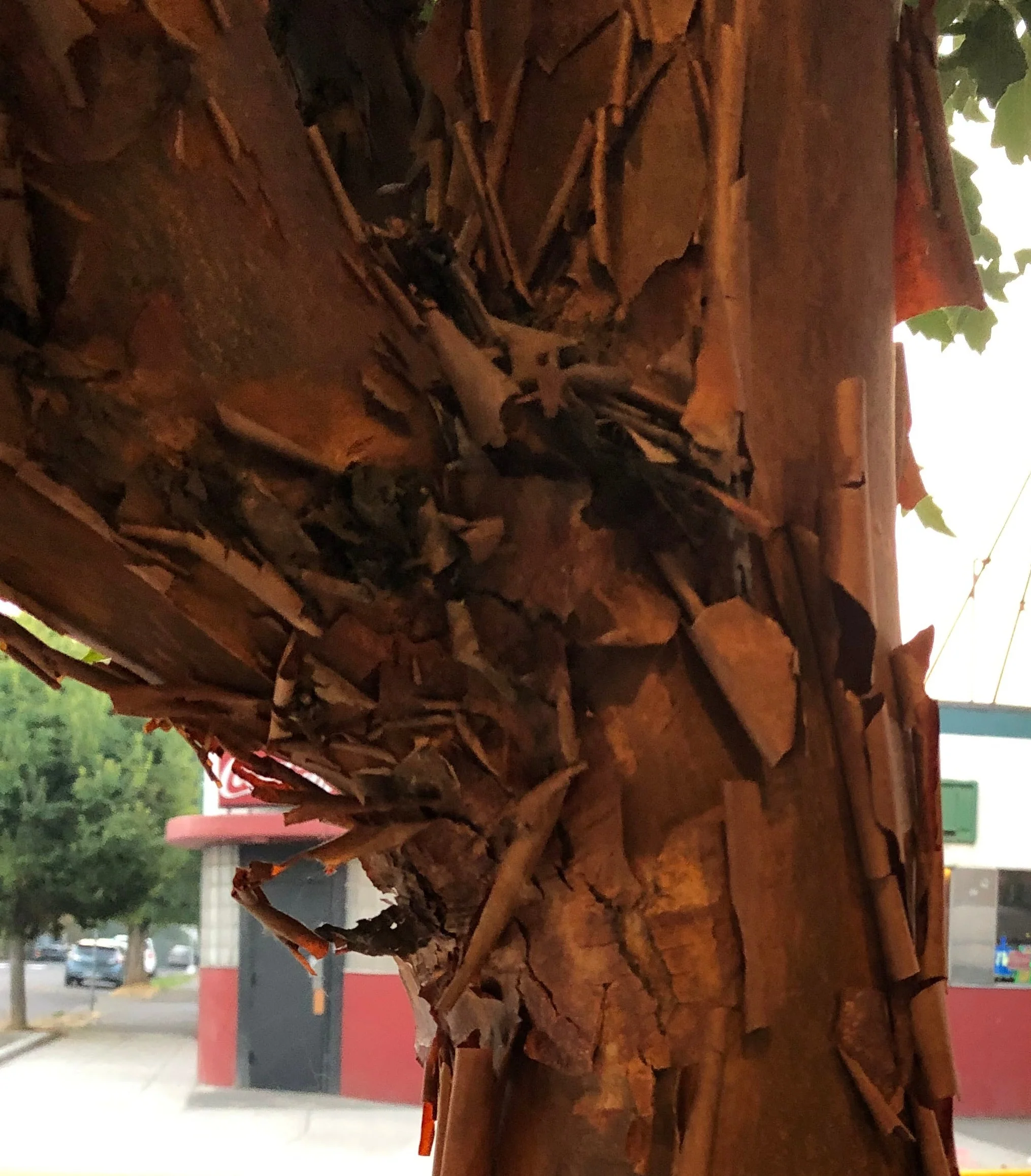 *RETAIL - Acer griseum
