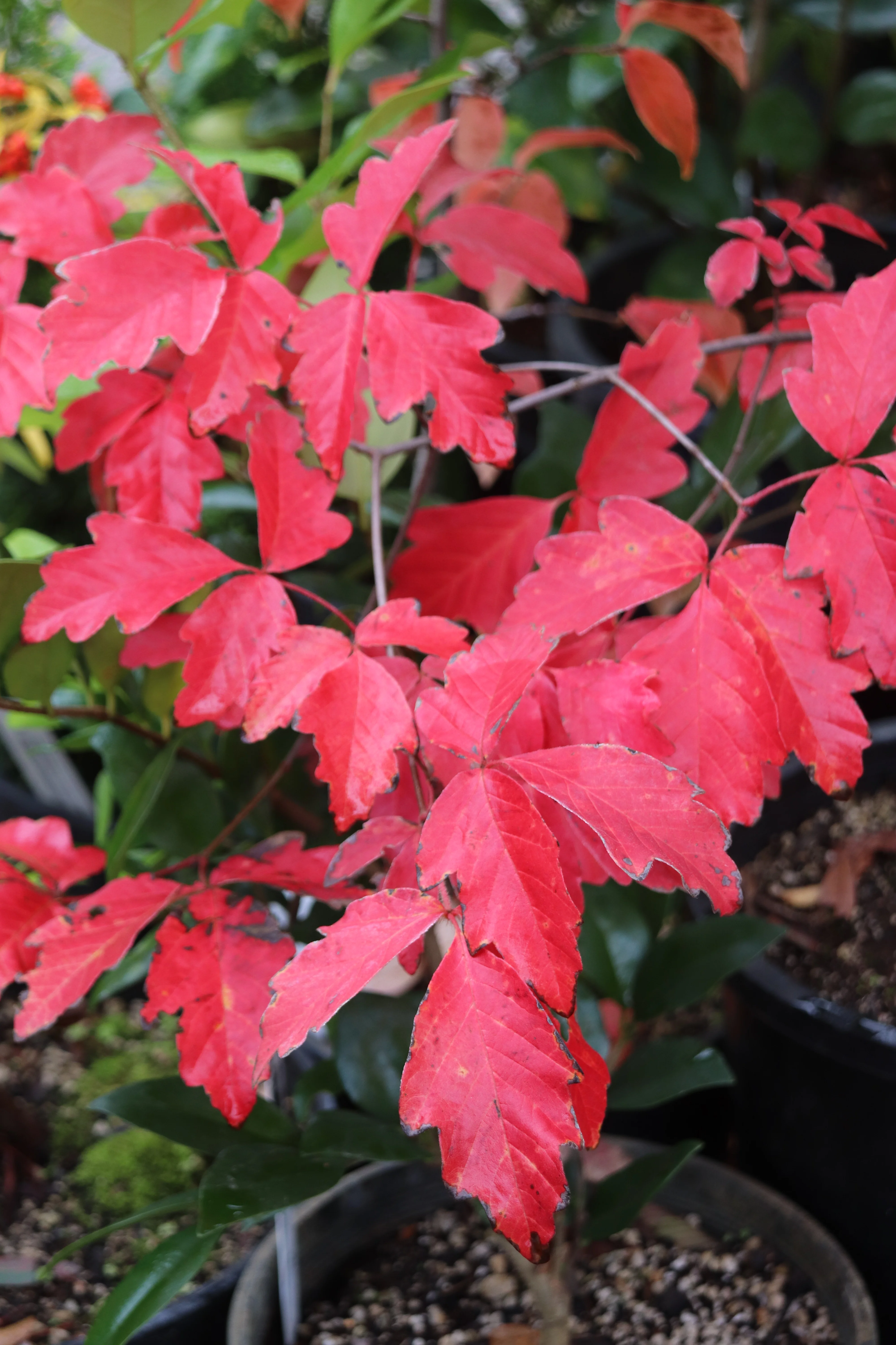 *RETAIL - Acer griseum - Image 2