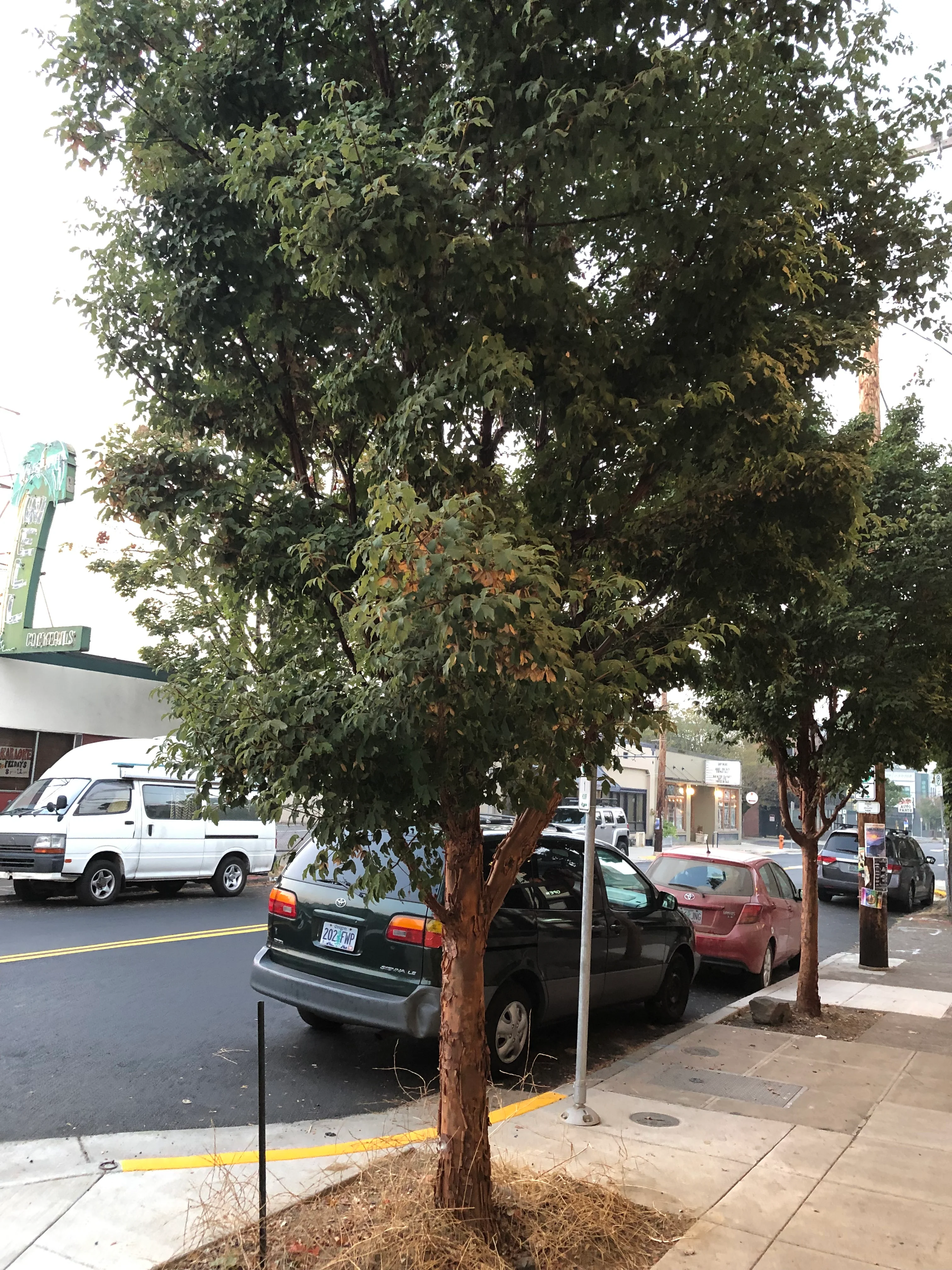 *RETAIL - Acer griseum - Image 3