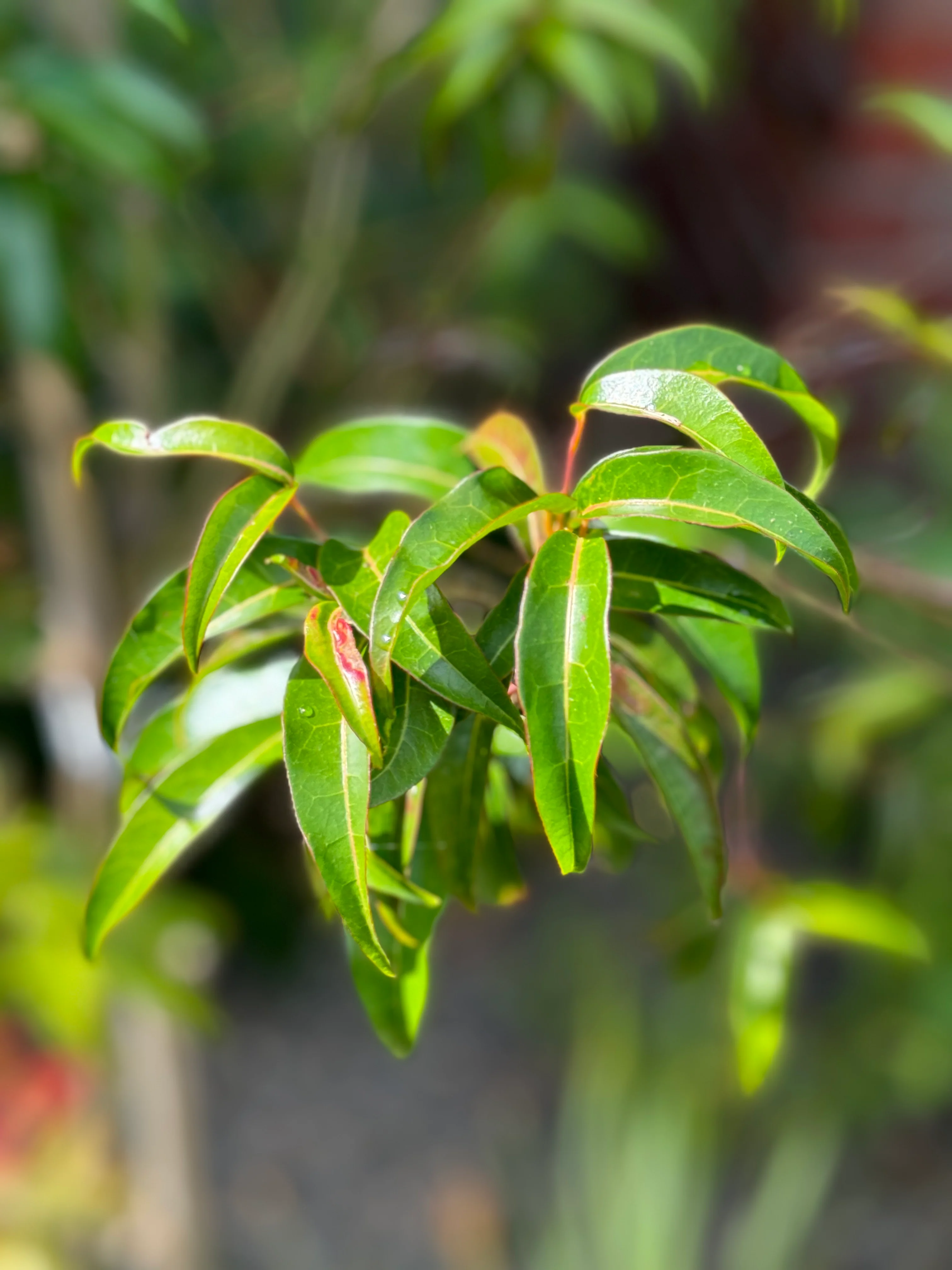 *RETAIL - Acer laurinum - Image 2