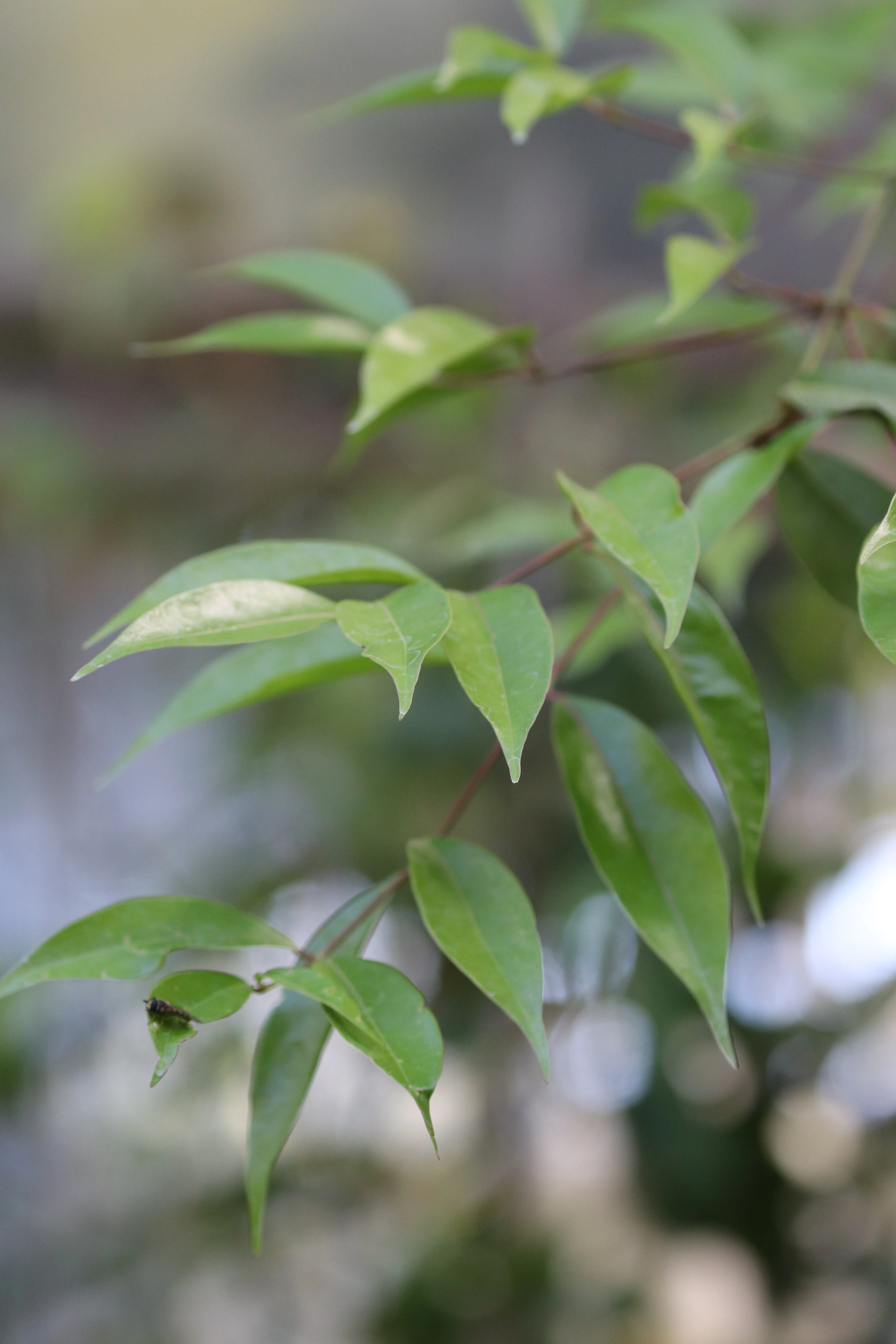 *RETAIL - Acer laurinum - Image 3