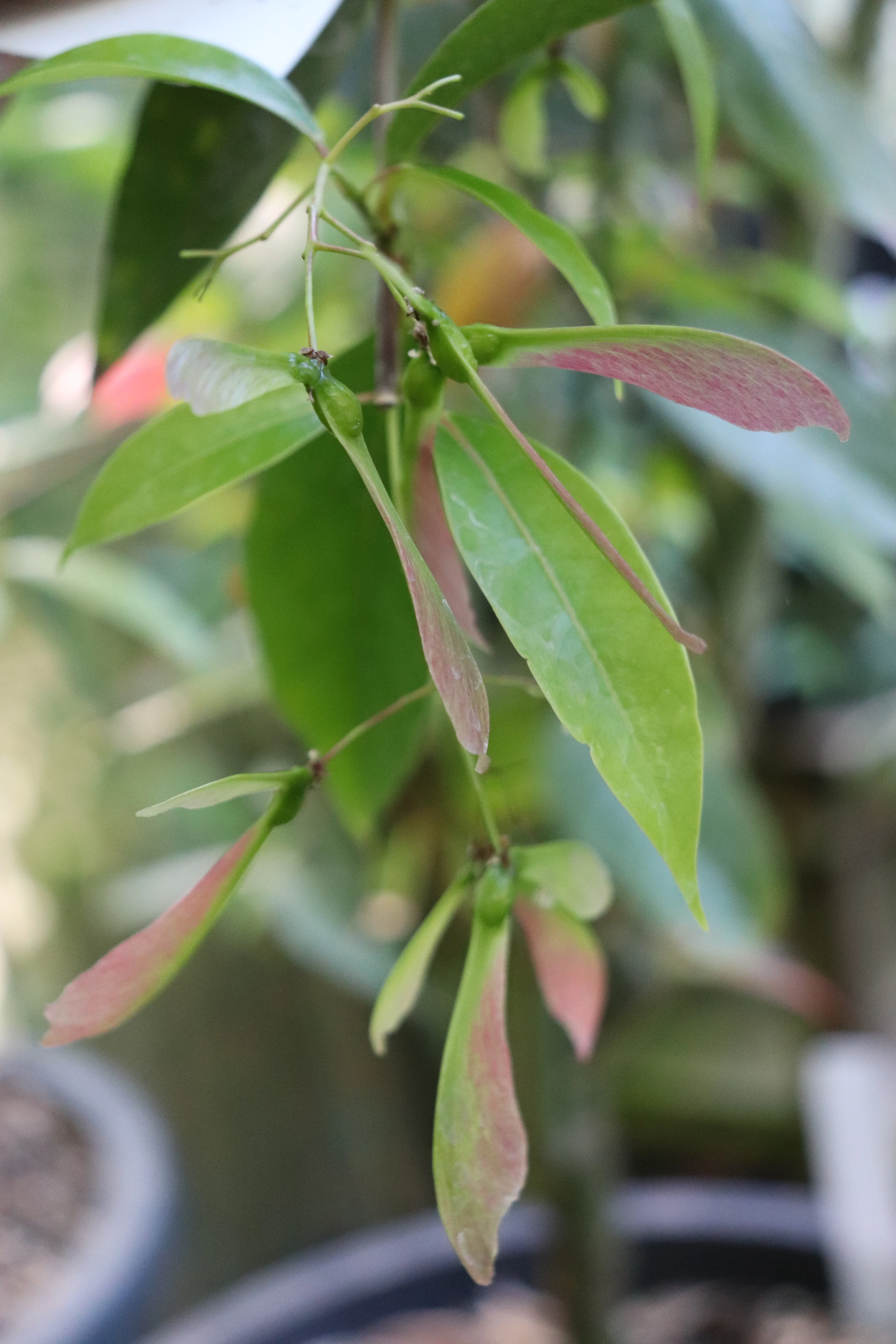 *RETAIL - Acer laurinum - Image 4