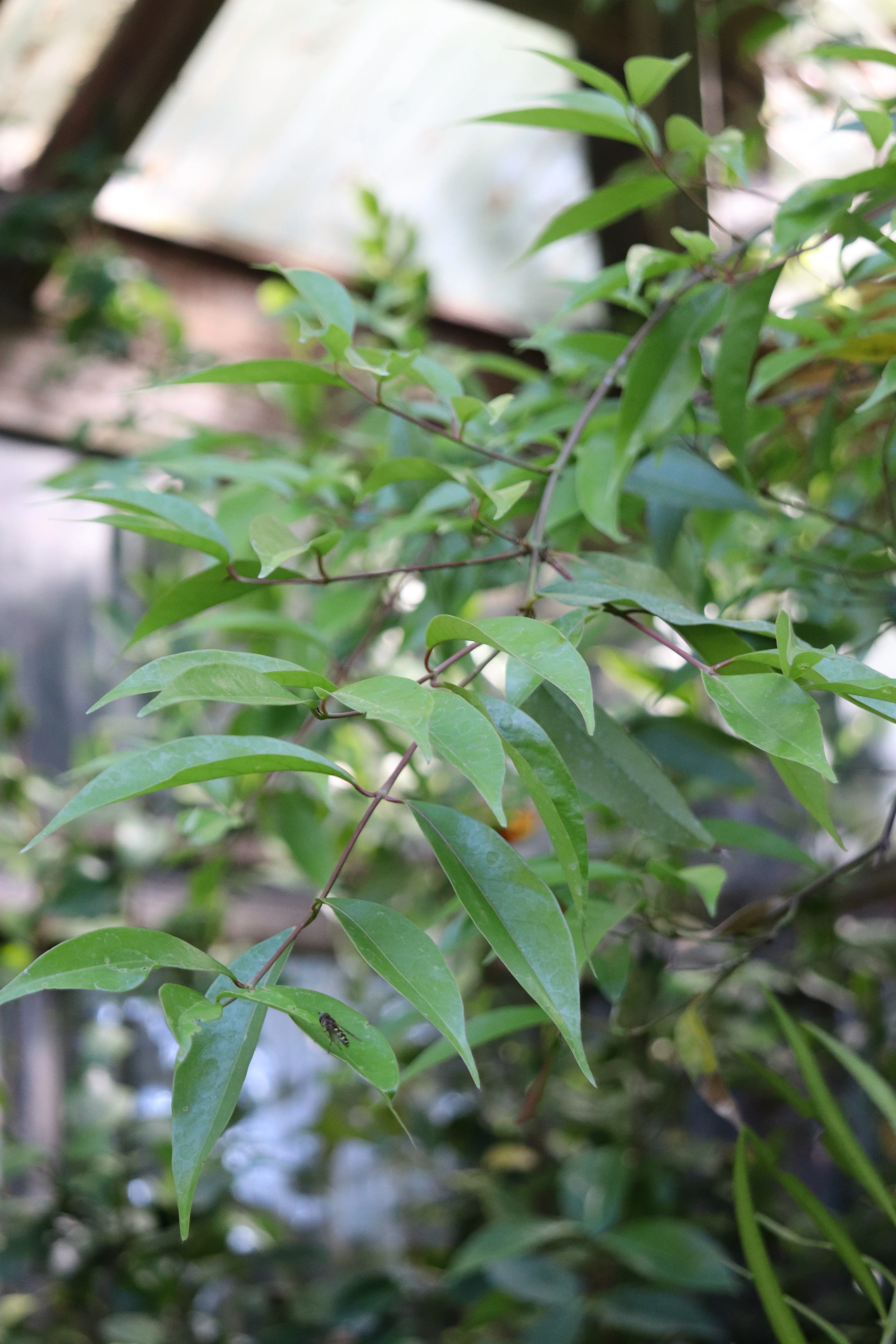 *RETAIL - Acer laurinum - Image 5