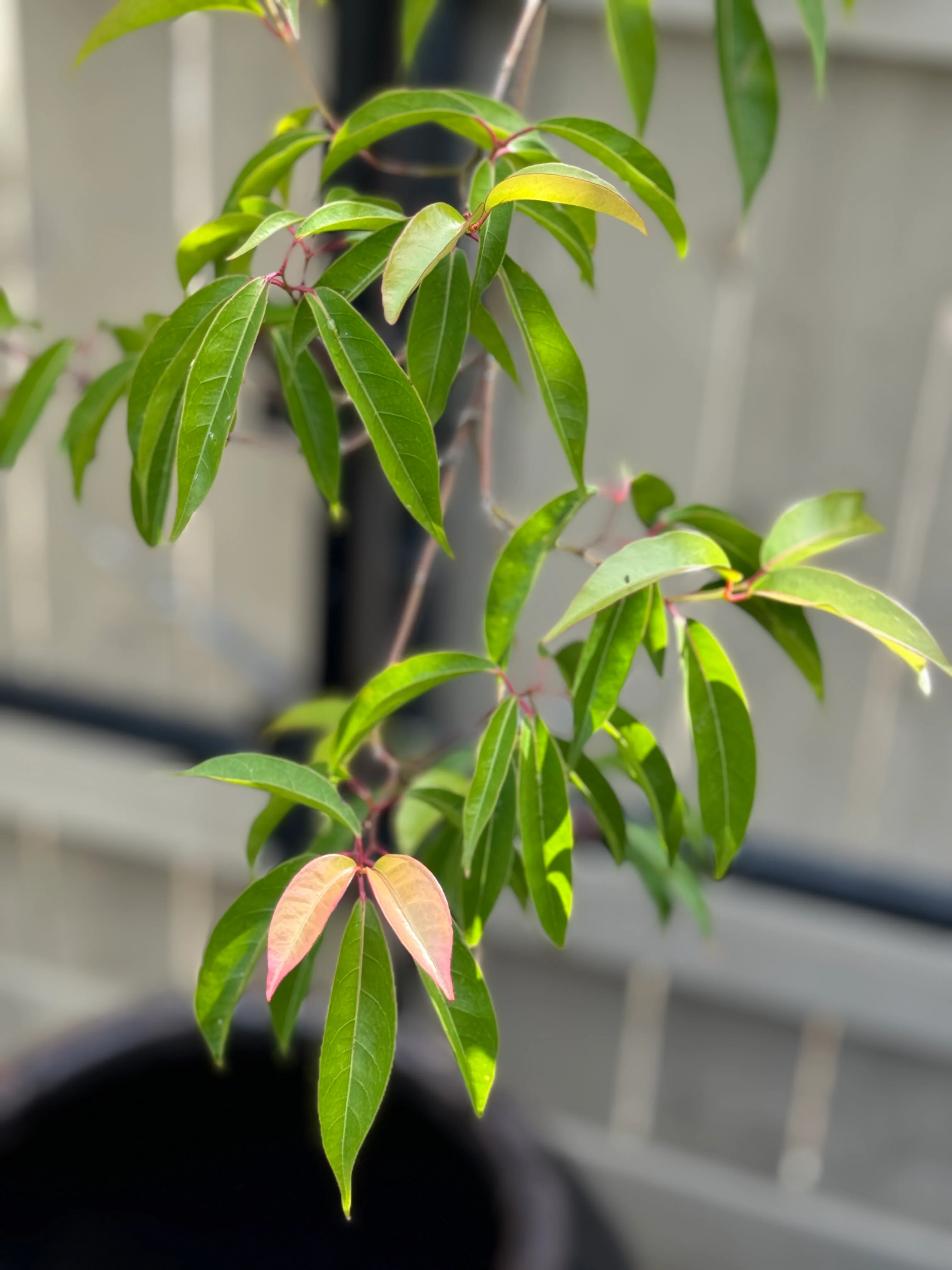 *RETAIL - Acer laurinum - Image 6