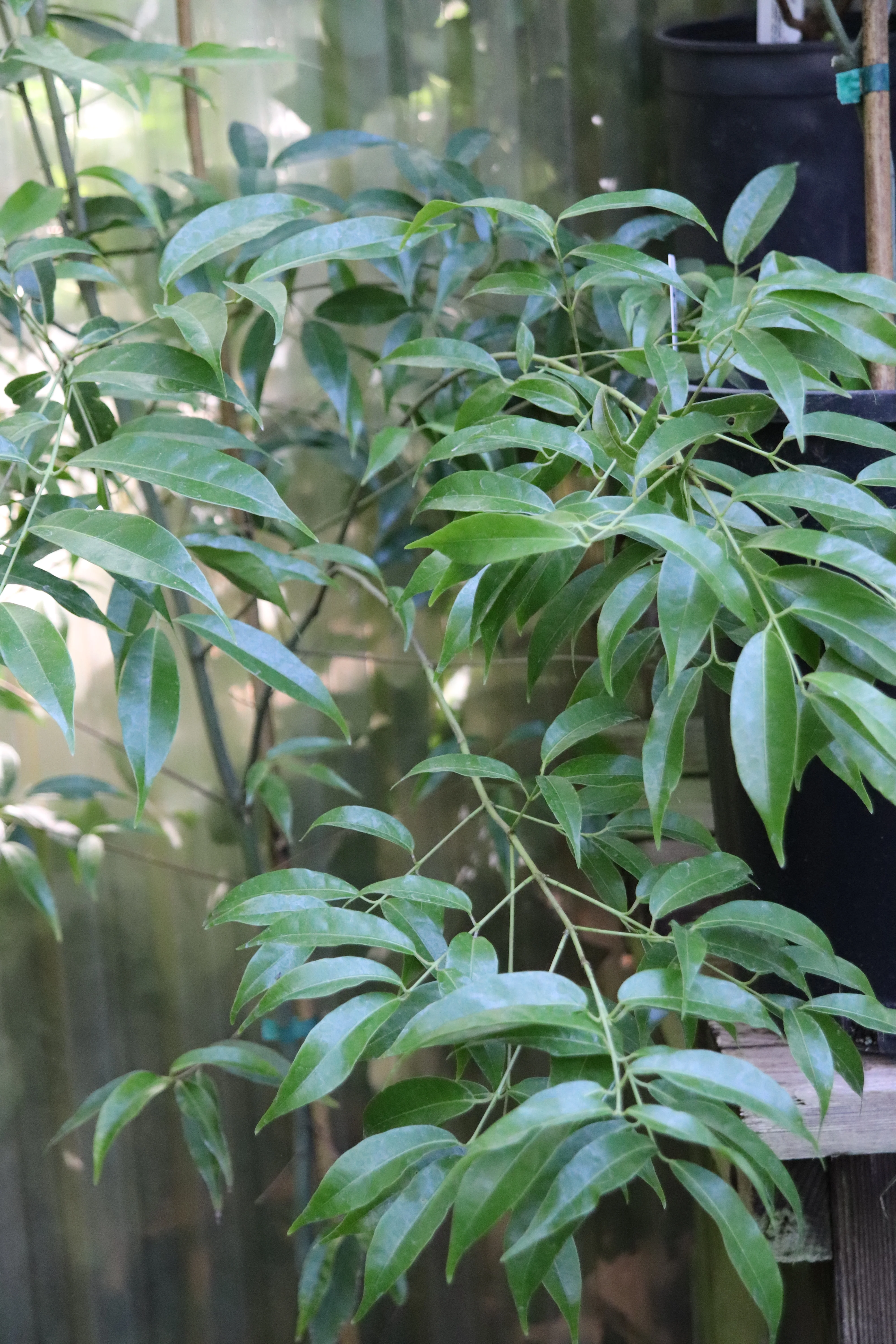 *RETAIL - Acer oblongum - Image 3