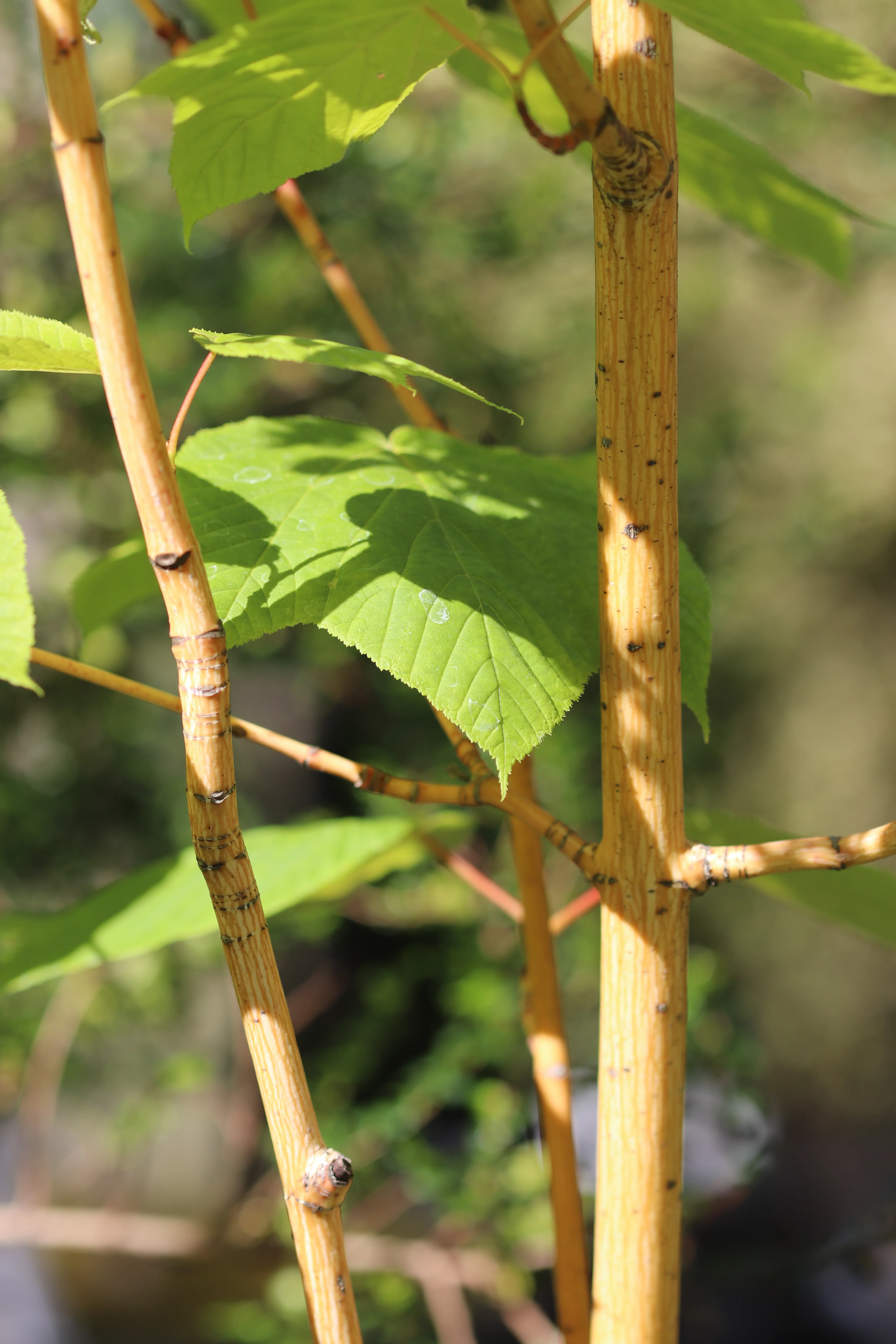 *RETAIL - Acer rufinerve 'Winter Gold' - Image 3