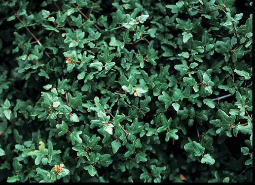 *RETAIL - Acer sempervirens - Image 2