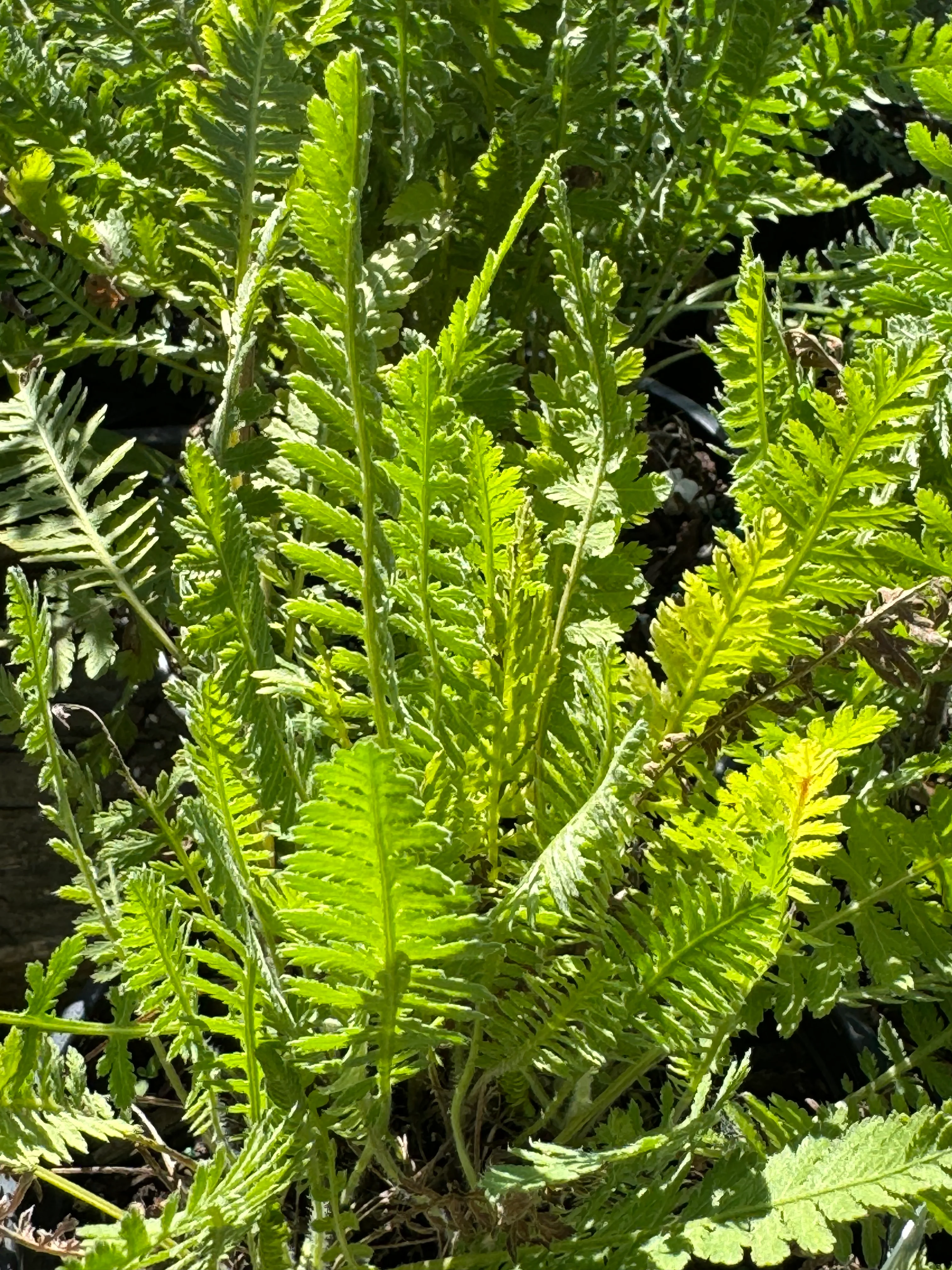 *RETAIL - Achillea 'Cloth of Gold'