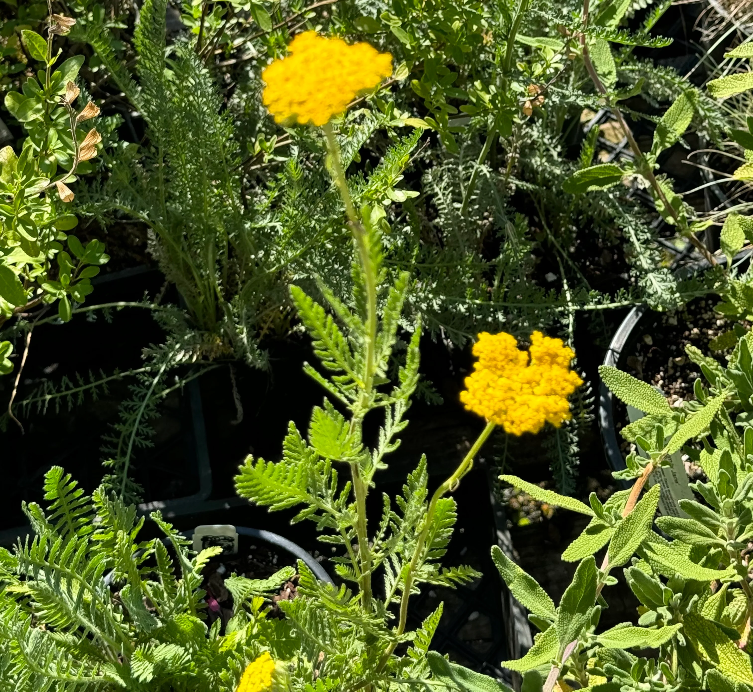 *RETAIL - Achillea 'Cloth of Gold' - Image 2