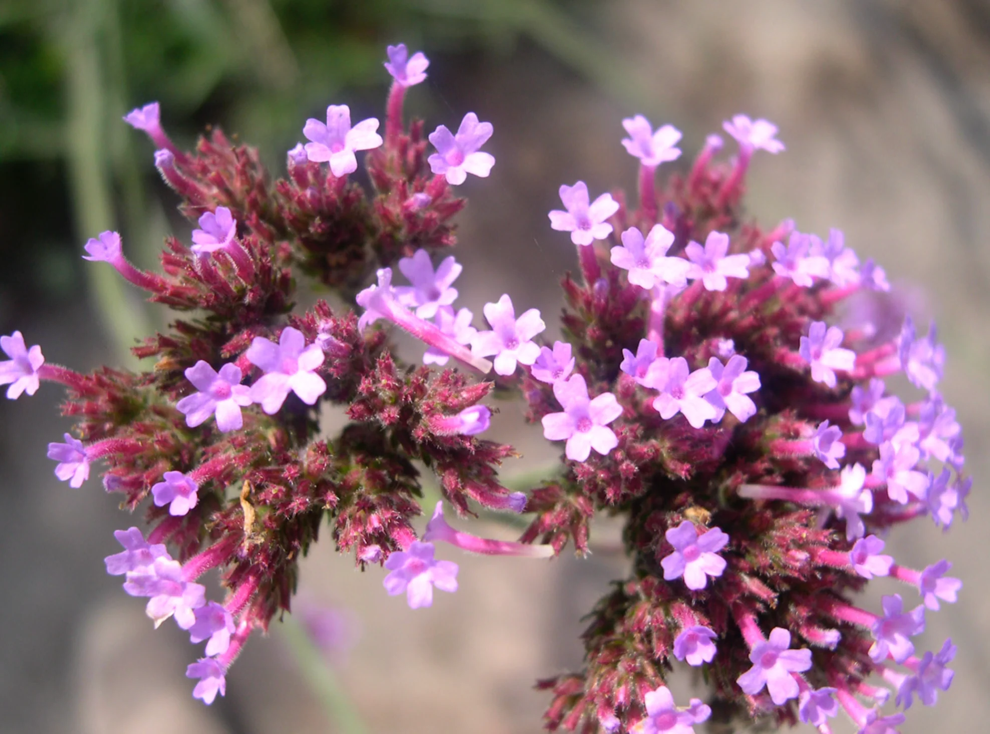 *RETAIL - Verbena bonariensis 'Lollipop' - Image 2