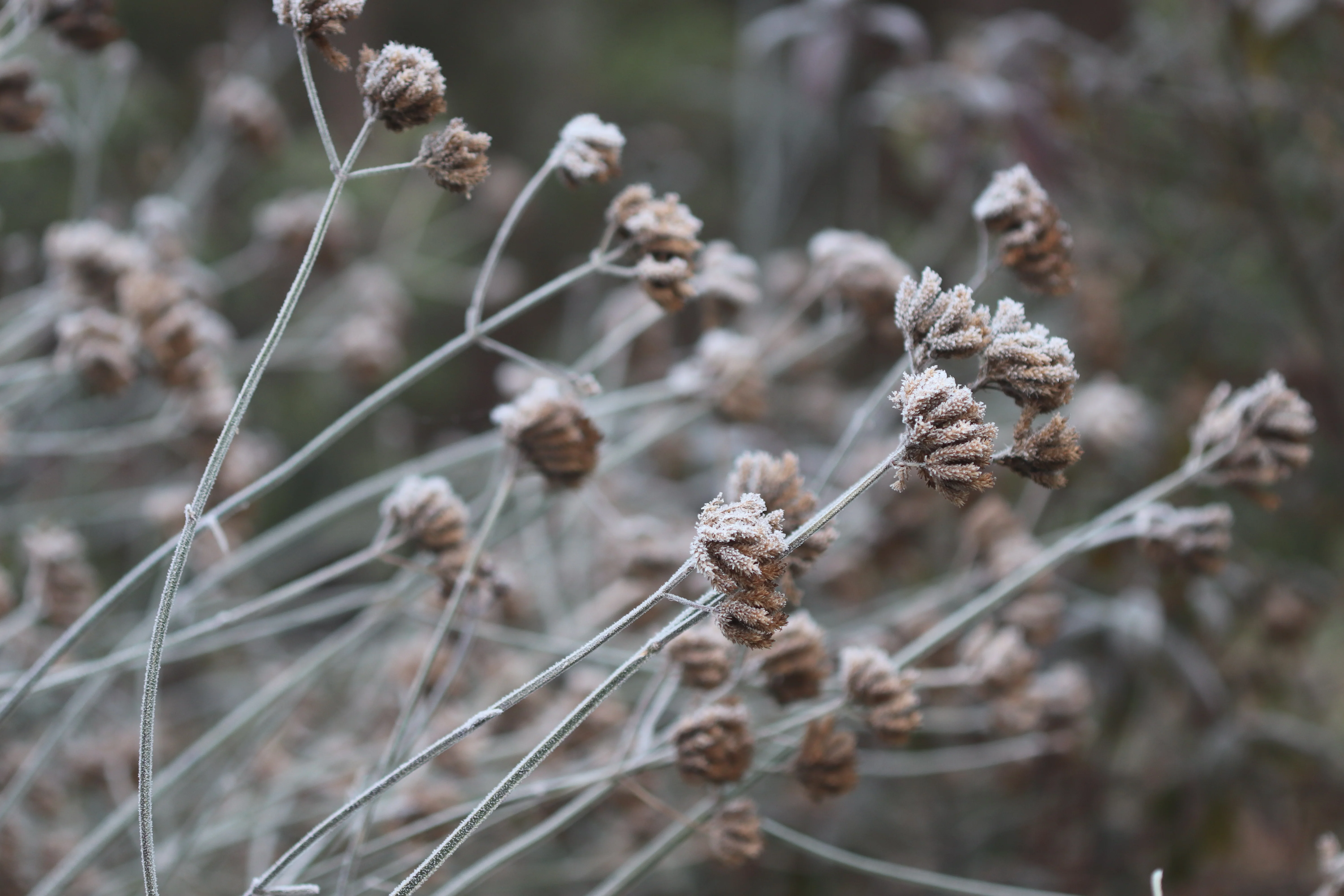 *RETAIL - Verbena bonariensis 'Lollipop' - Image 3