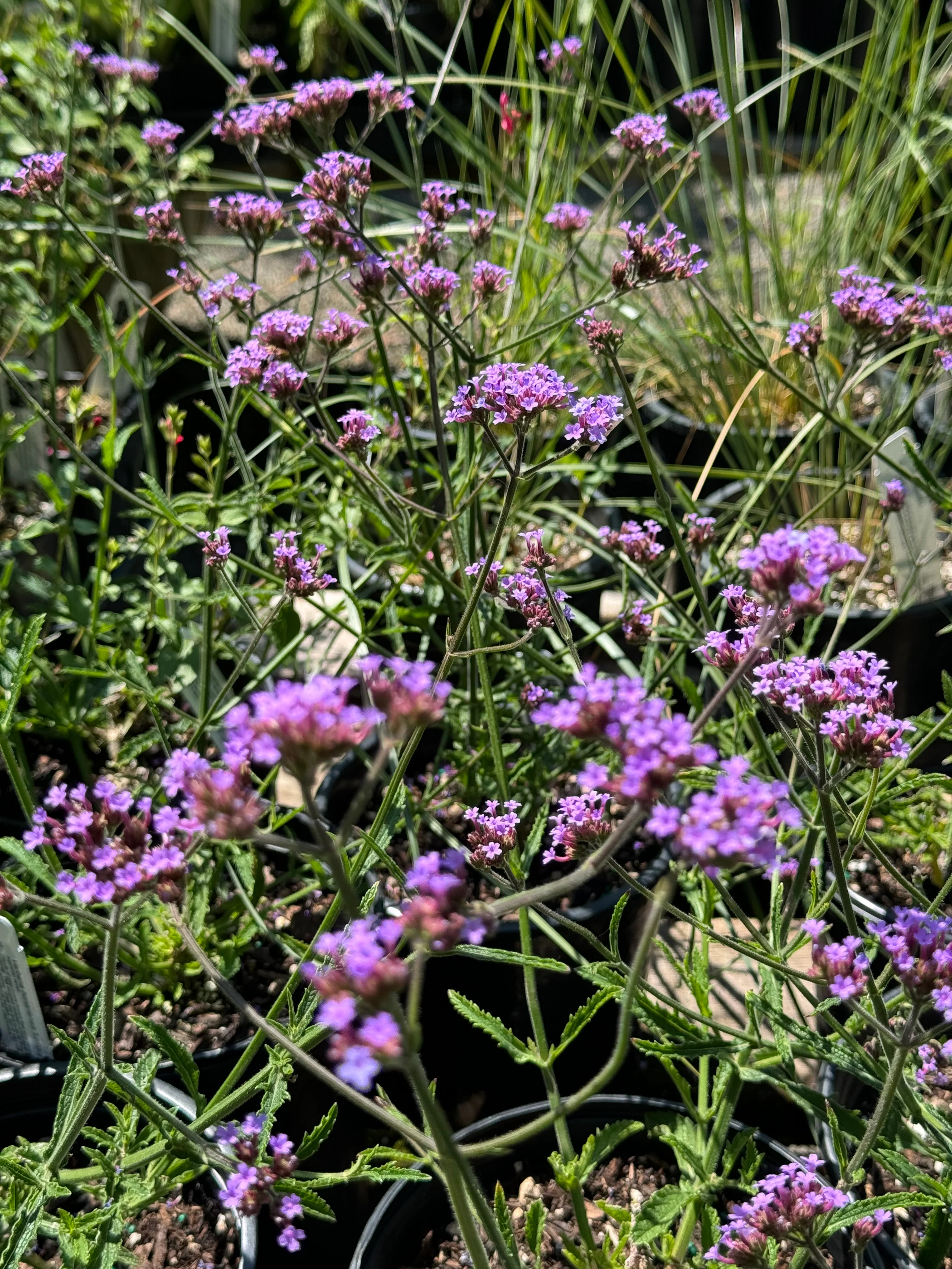 *RETAIL - Verbena bonariensis 'Lollipop' - Image 4