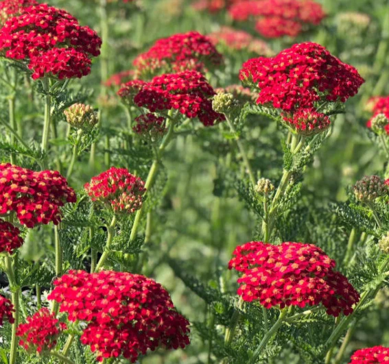 *RETAIL - Achillea millefolium 'Paprika'