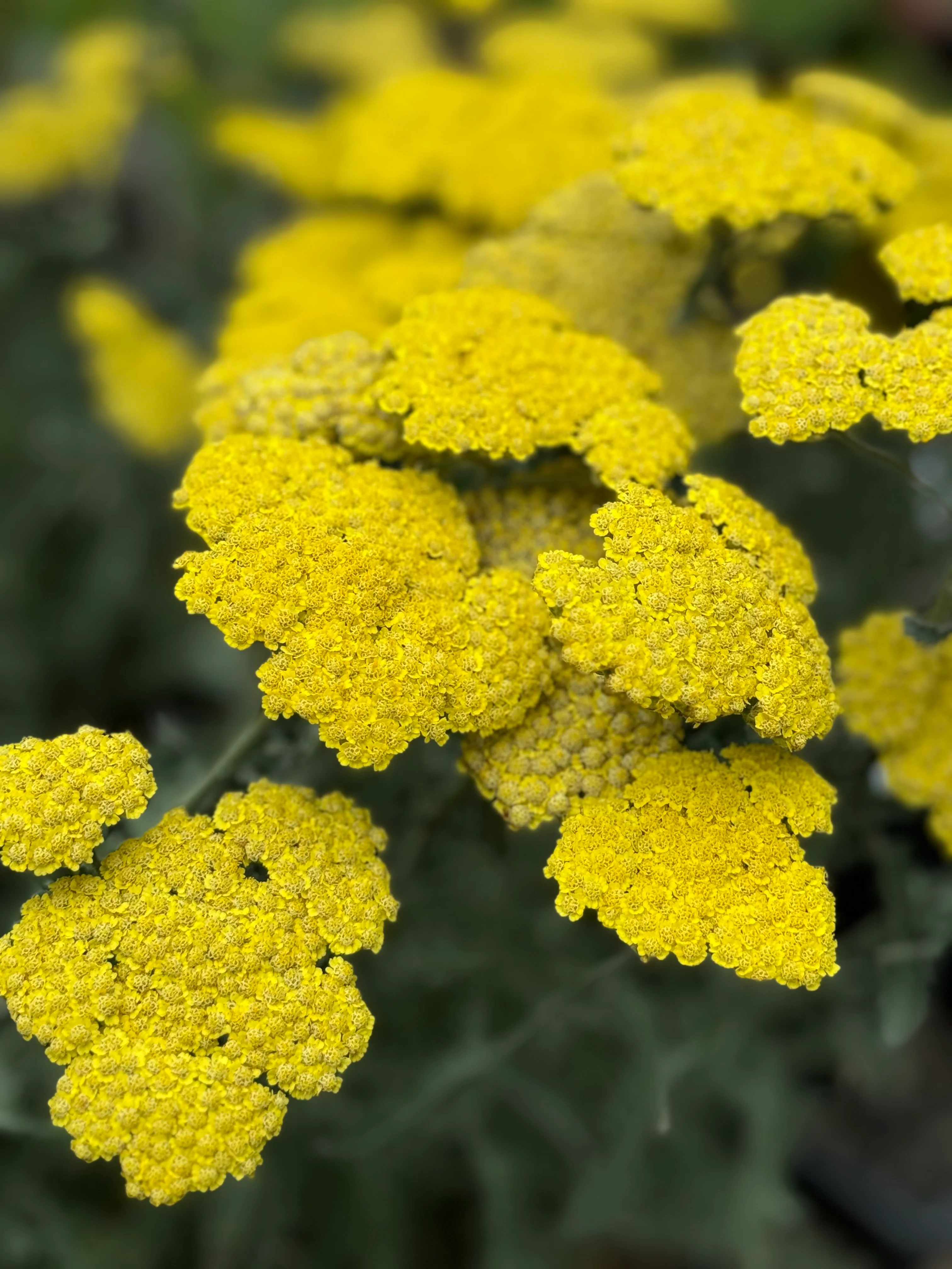 *RETAIL - Achillea 'Moonshine' - Image 2