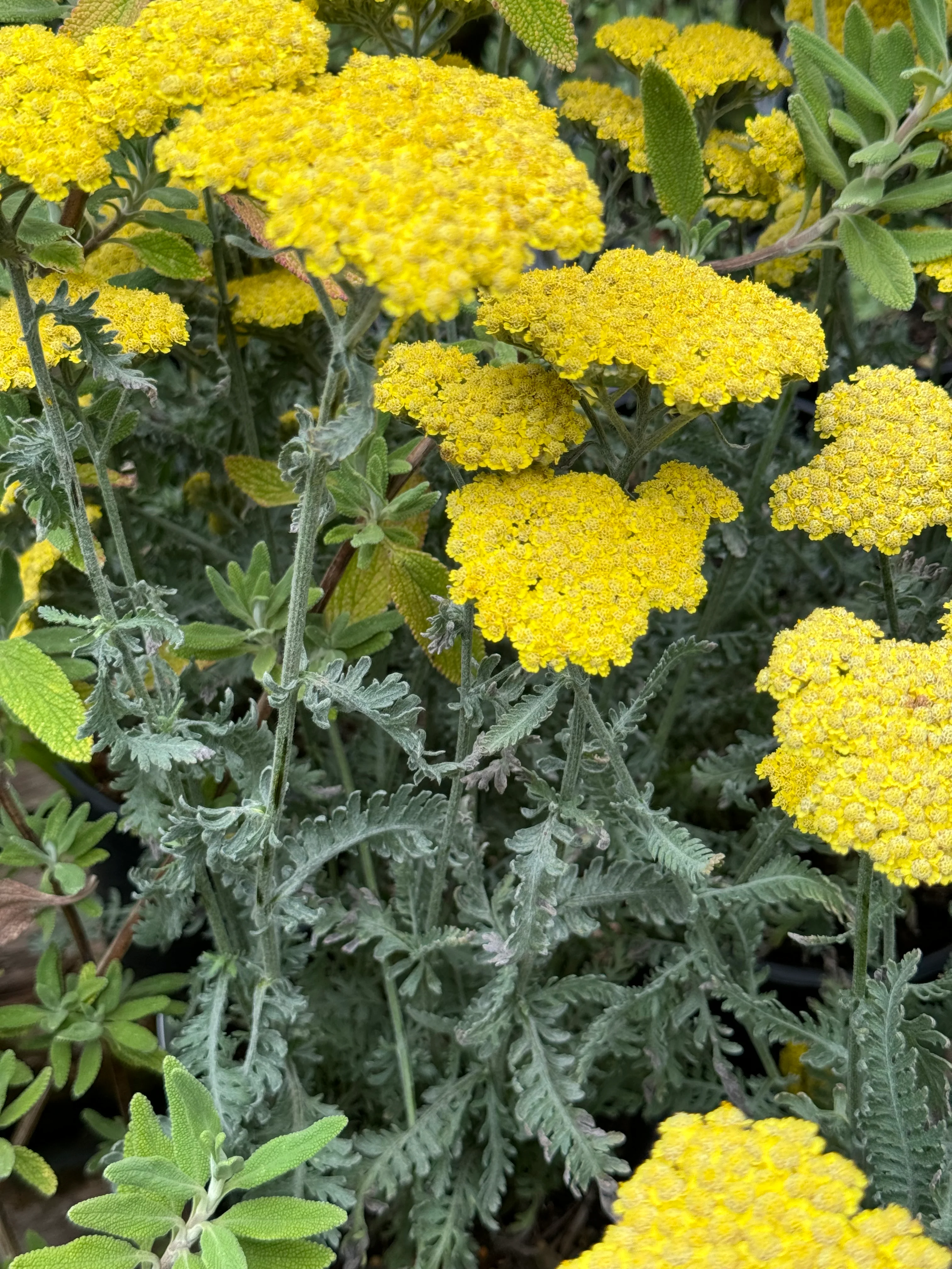 *RETAIL - Achillea 'Moonshine' - Image 3