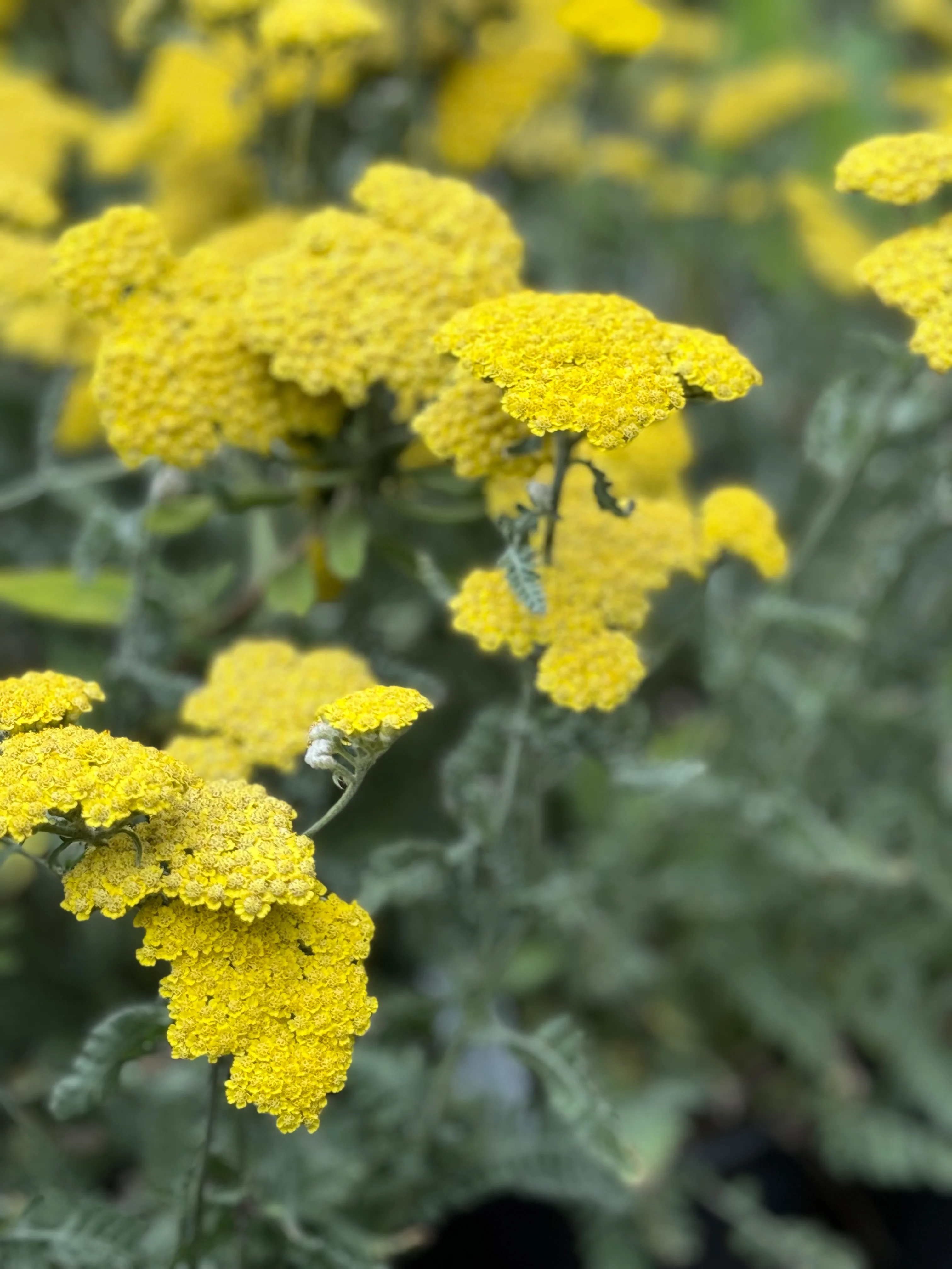 *RETAIL - Achillea 'Moonshine' - Image 4