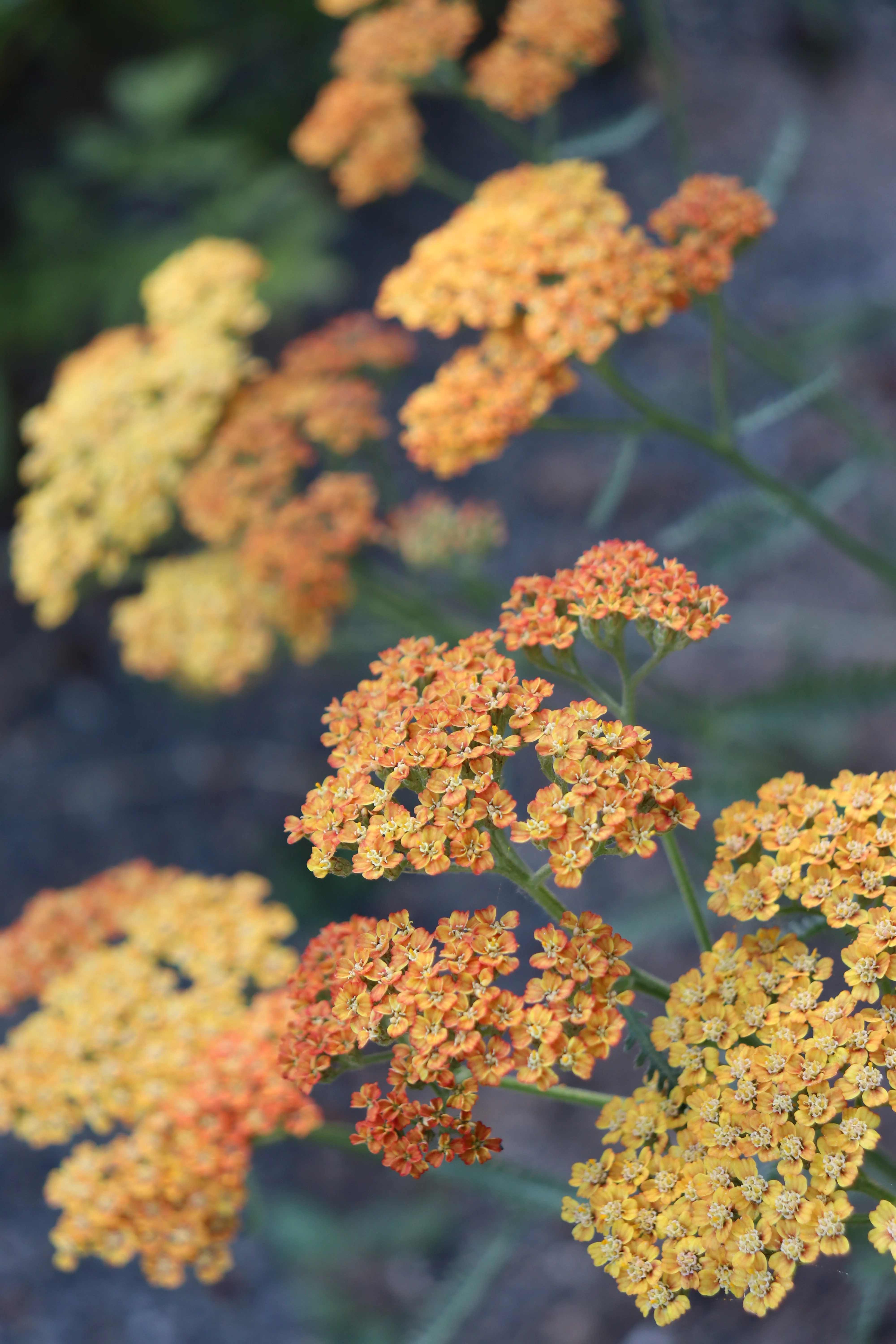 *RETAIL - Achillea 'Terracotta' - Image 2