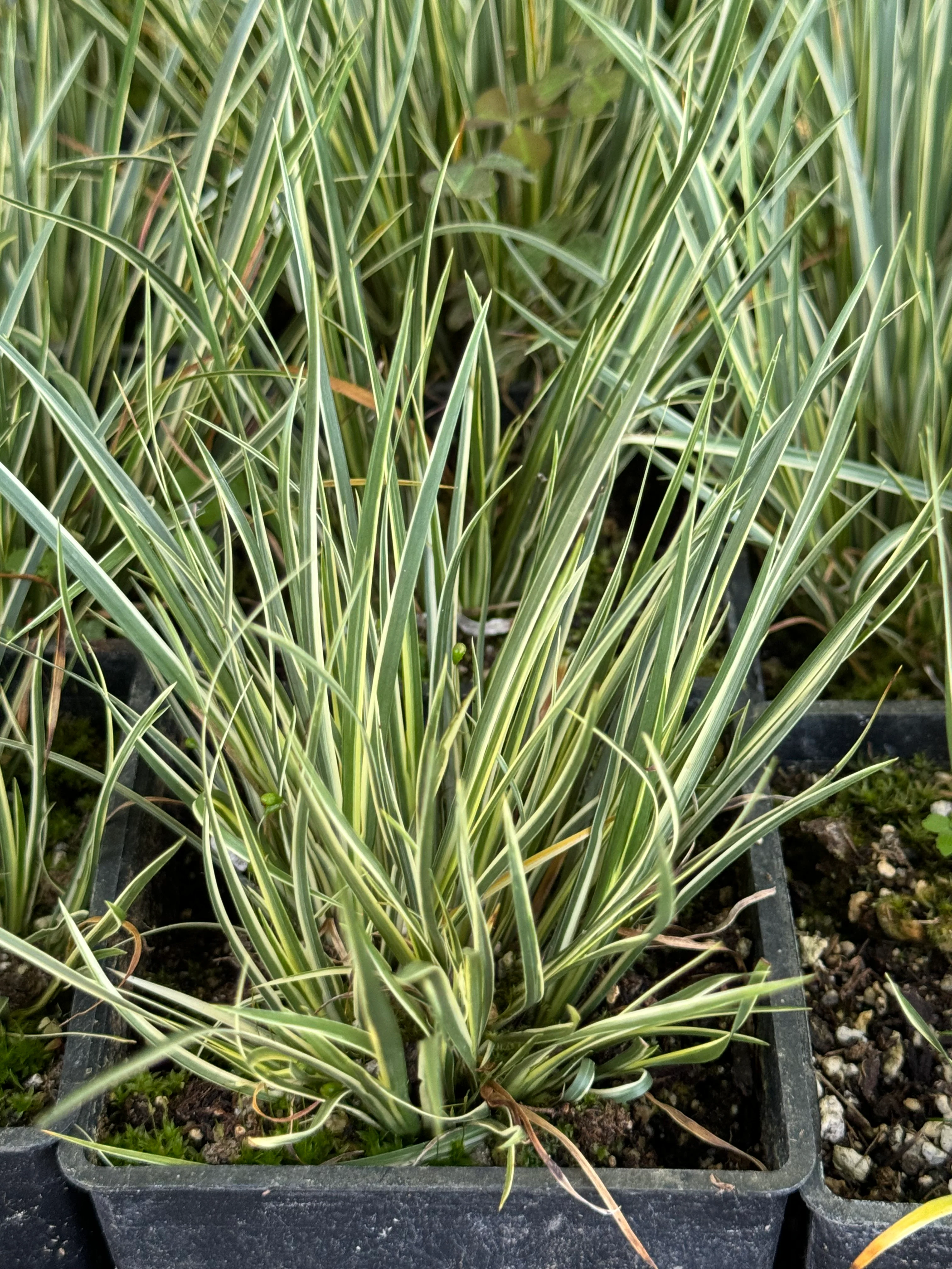 *RETAIL - Acorus gramineus 'Masamune' - Image 2