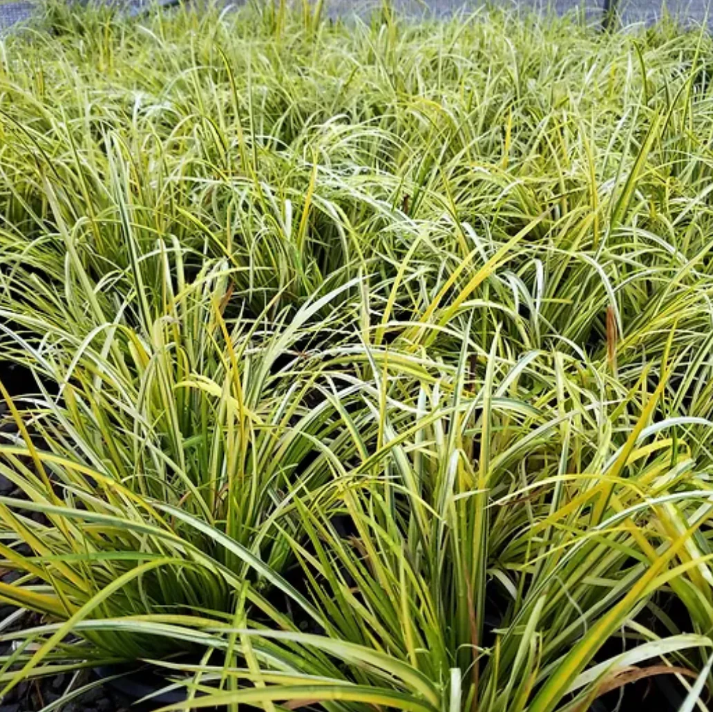 *RETAIL - Acorus gramineus 'Ogon'