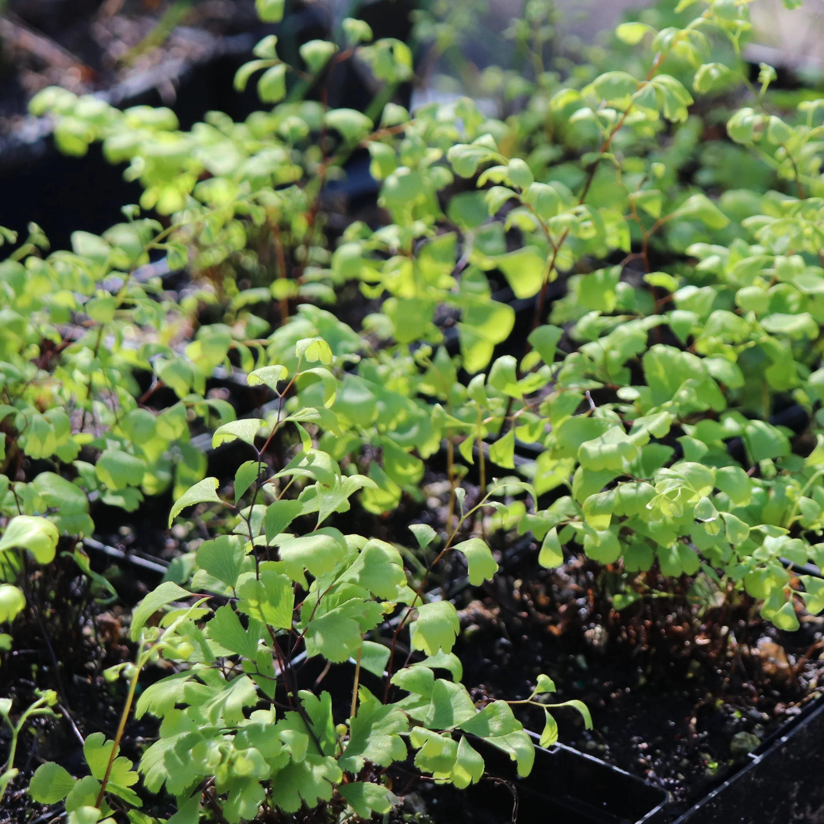 *RETAIL - Adiantum capillus-veneris - Image 2