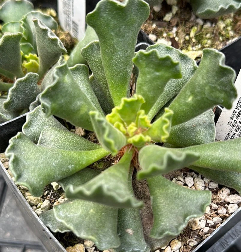*RETAIL - Adromischus cristatus - Image 2