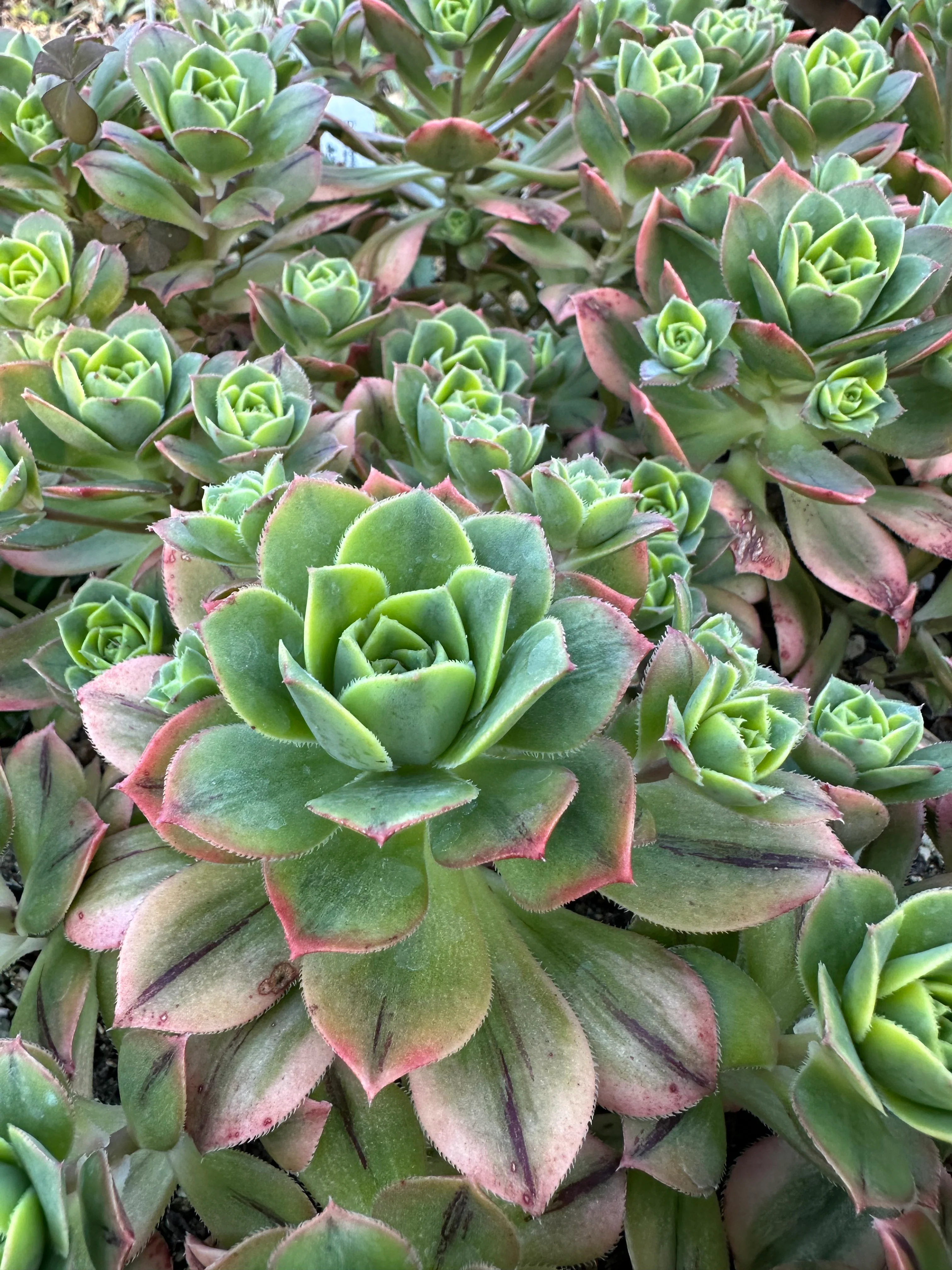 *RETAIL - Aeonium 'Starburst' - Image 2