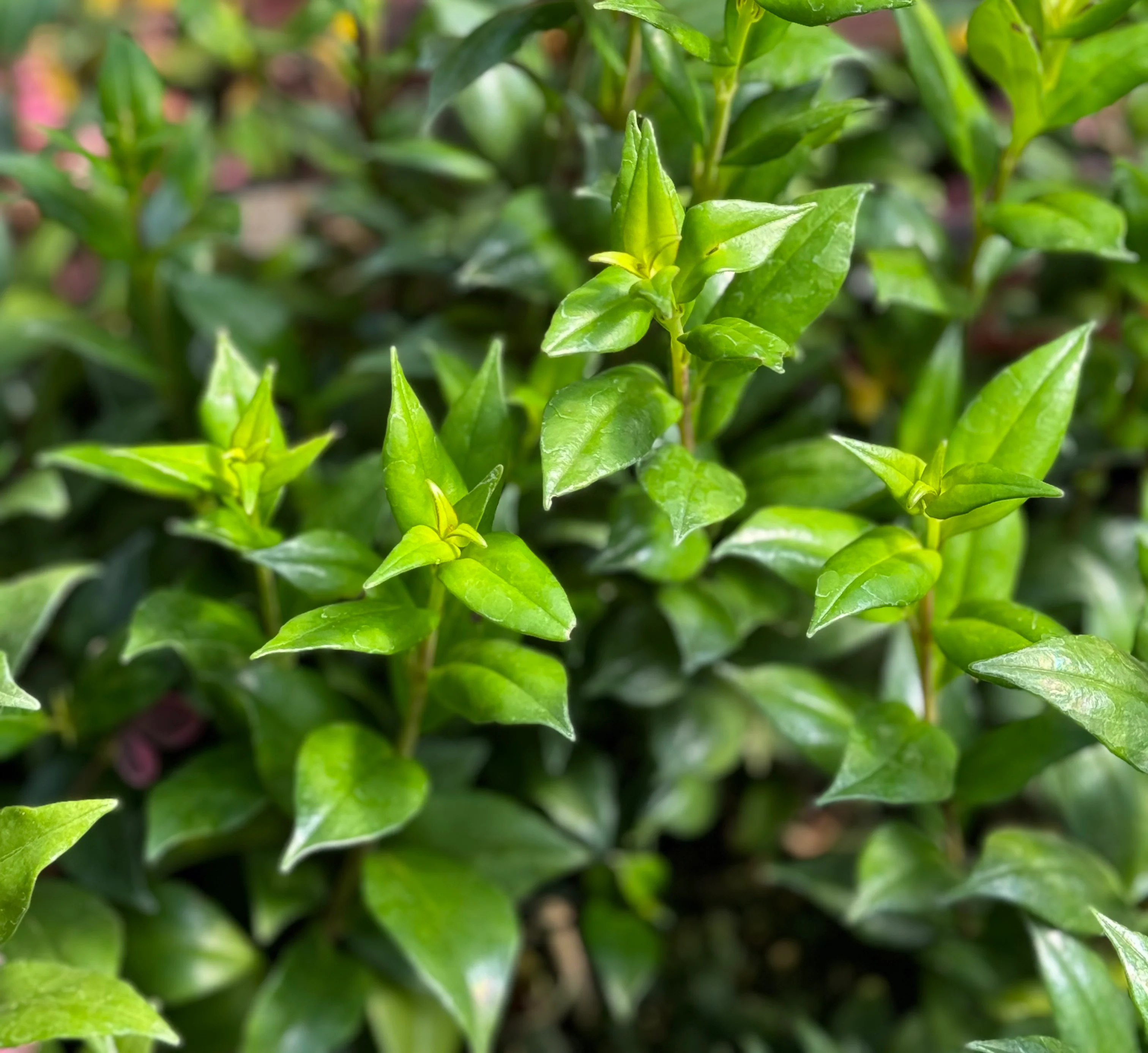 *RETAIL - Aeschynanthus garrettii - Image 2
