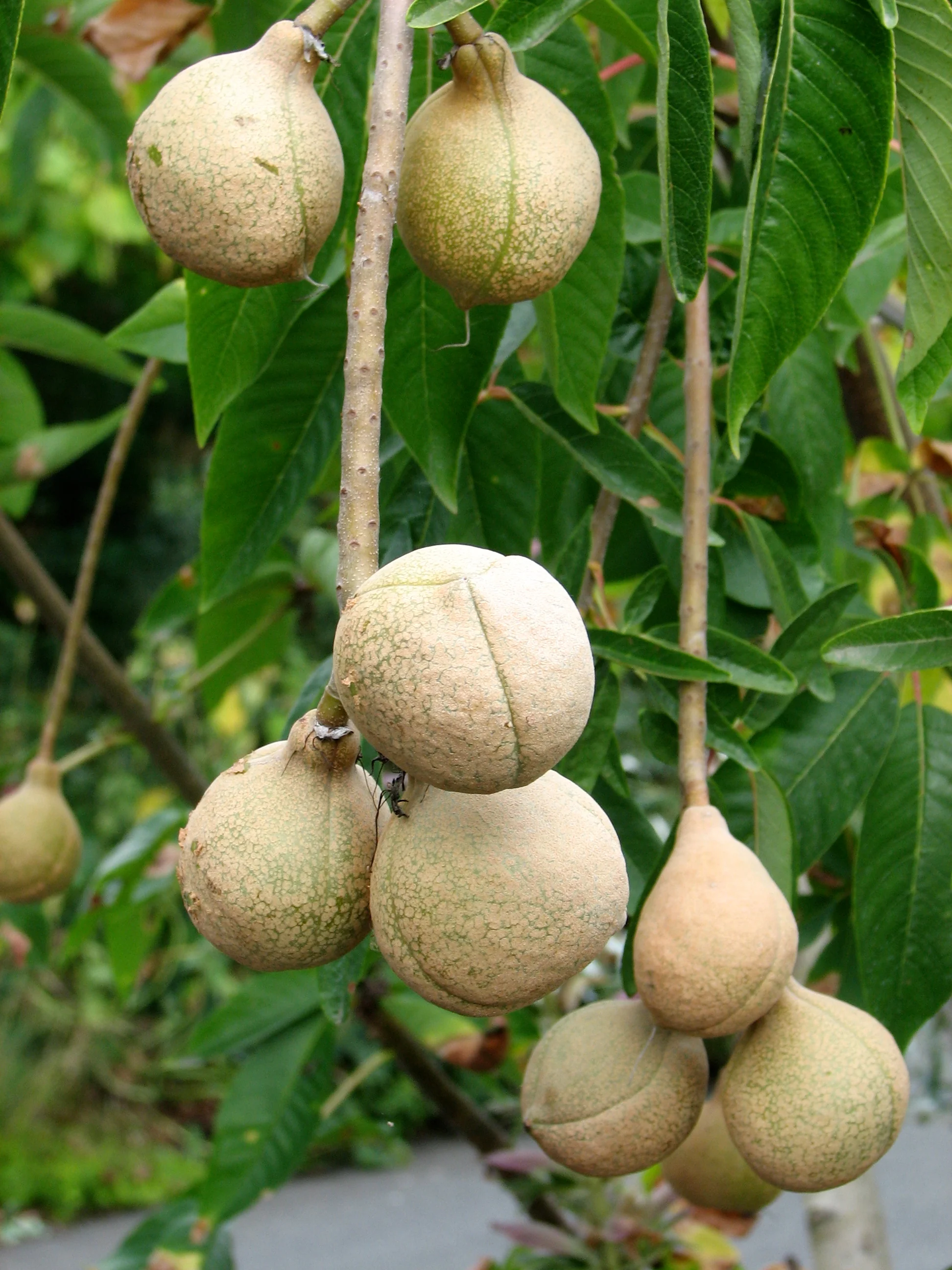 *RETAIL - Aesculus californica - Image 2