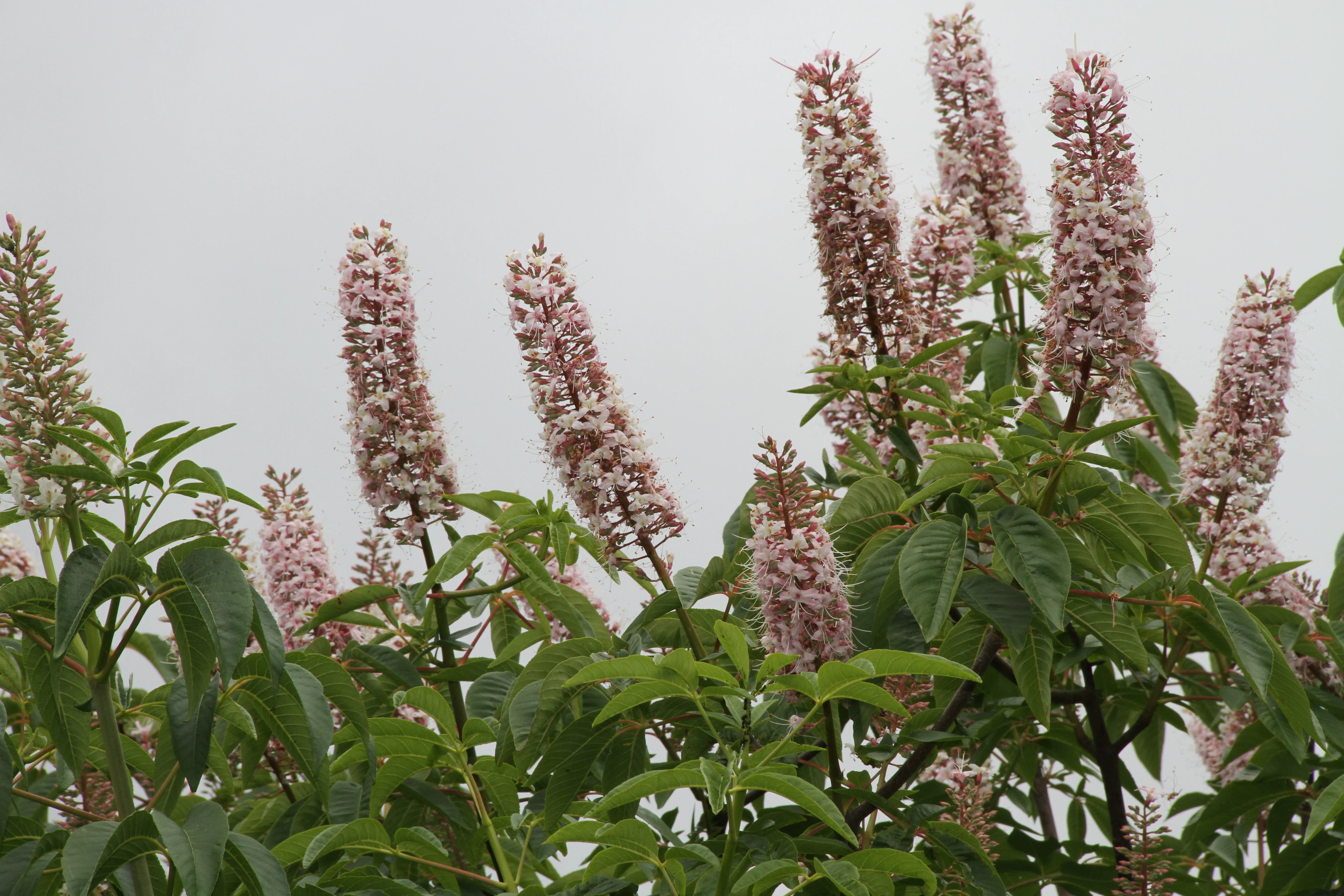 *RETAIL - Aesculus californica - Oregon collection - Image 2