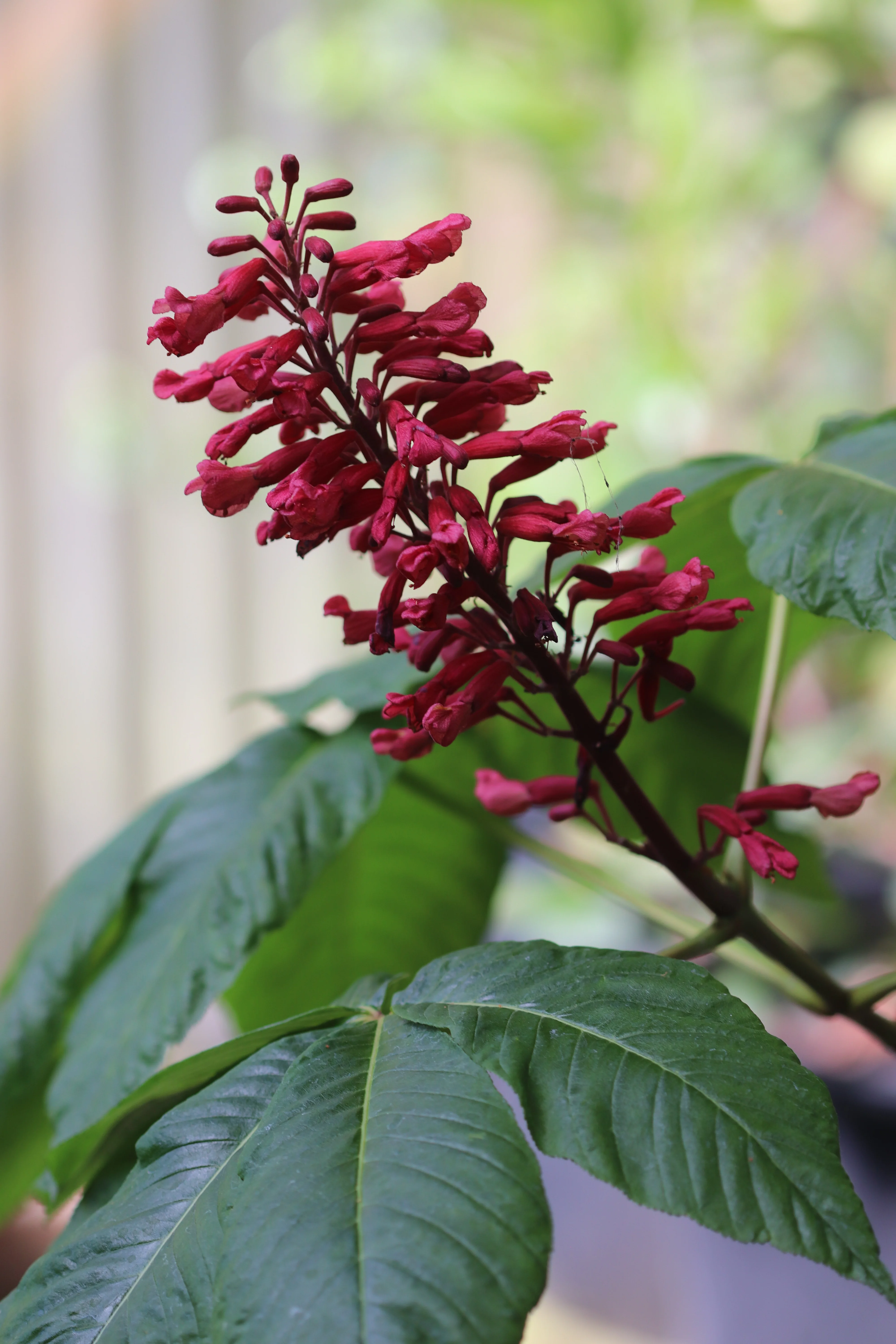 *RETAIL - Aesculus pavia - Image 2