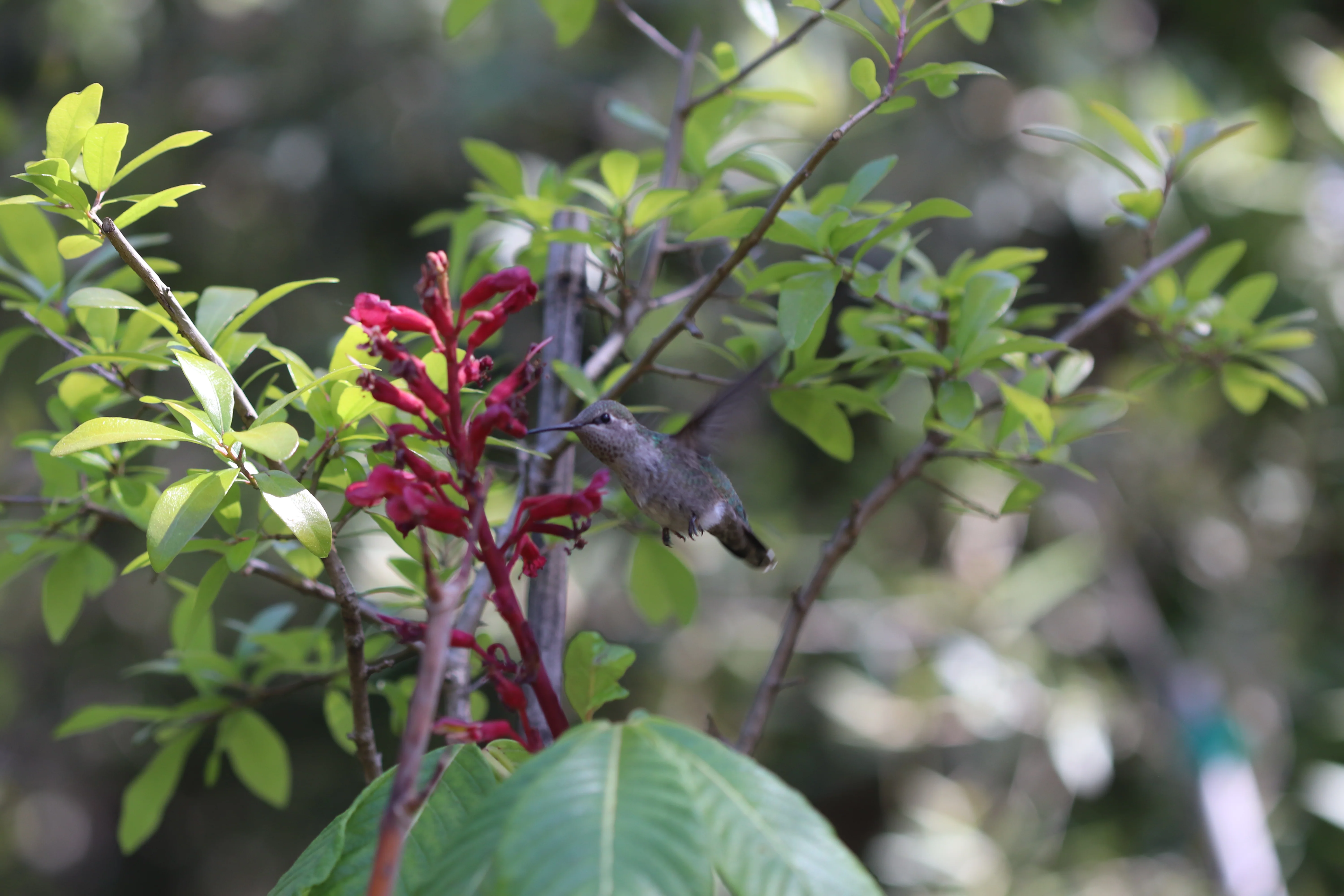 *RETAIL - Aesculus pavia - Image 3