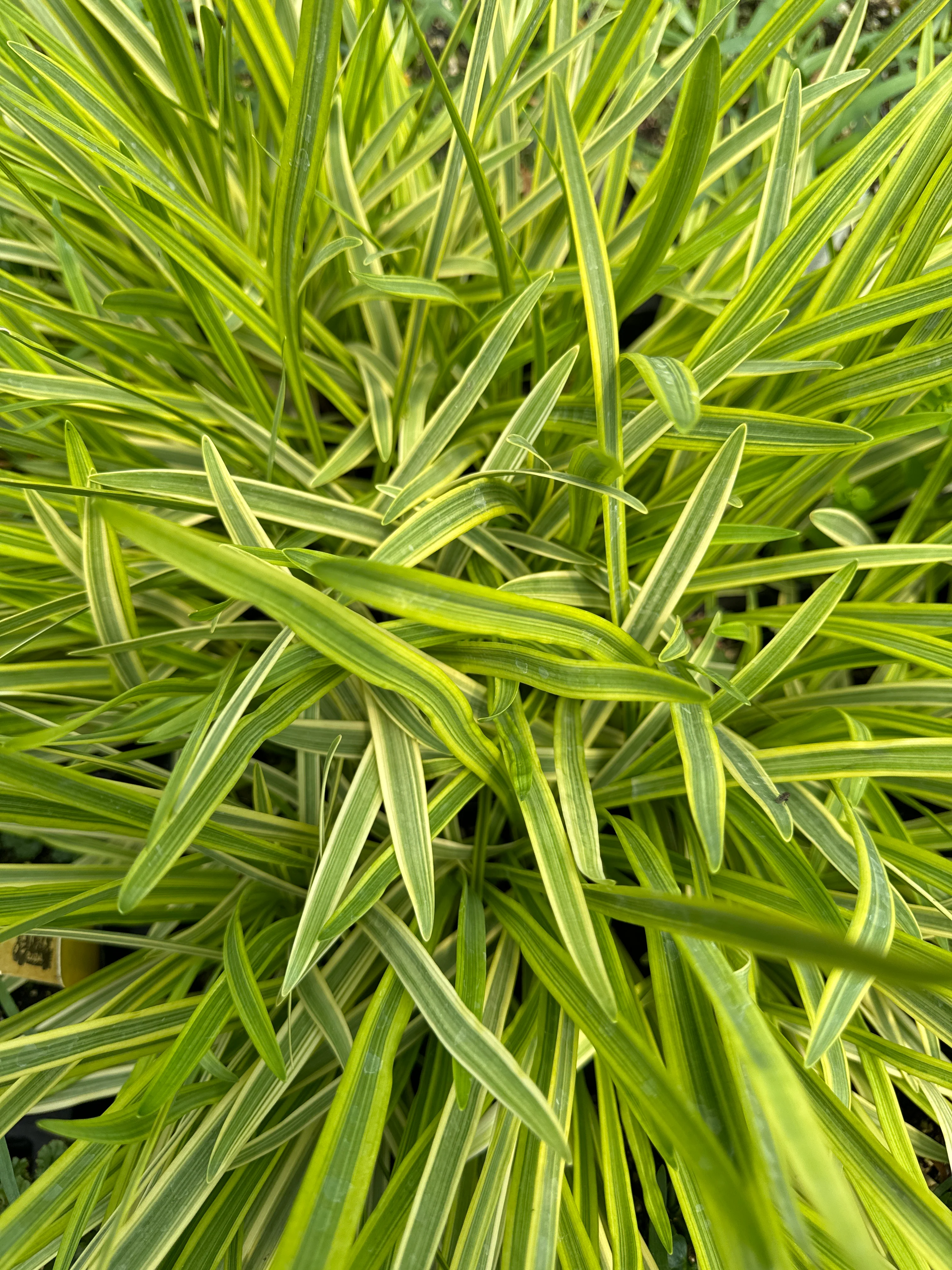 *RETAIL - Agapanthus 'Midnight Sun' - Image 2