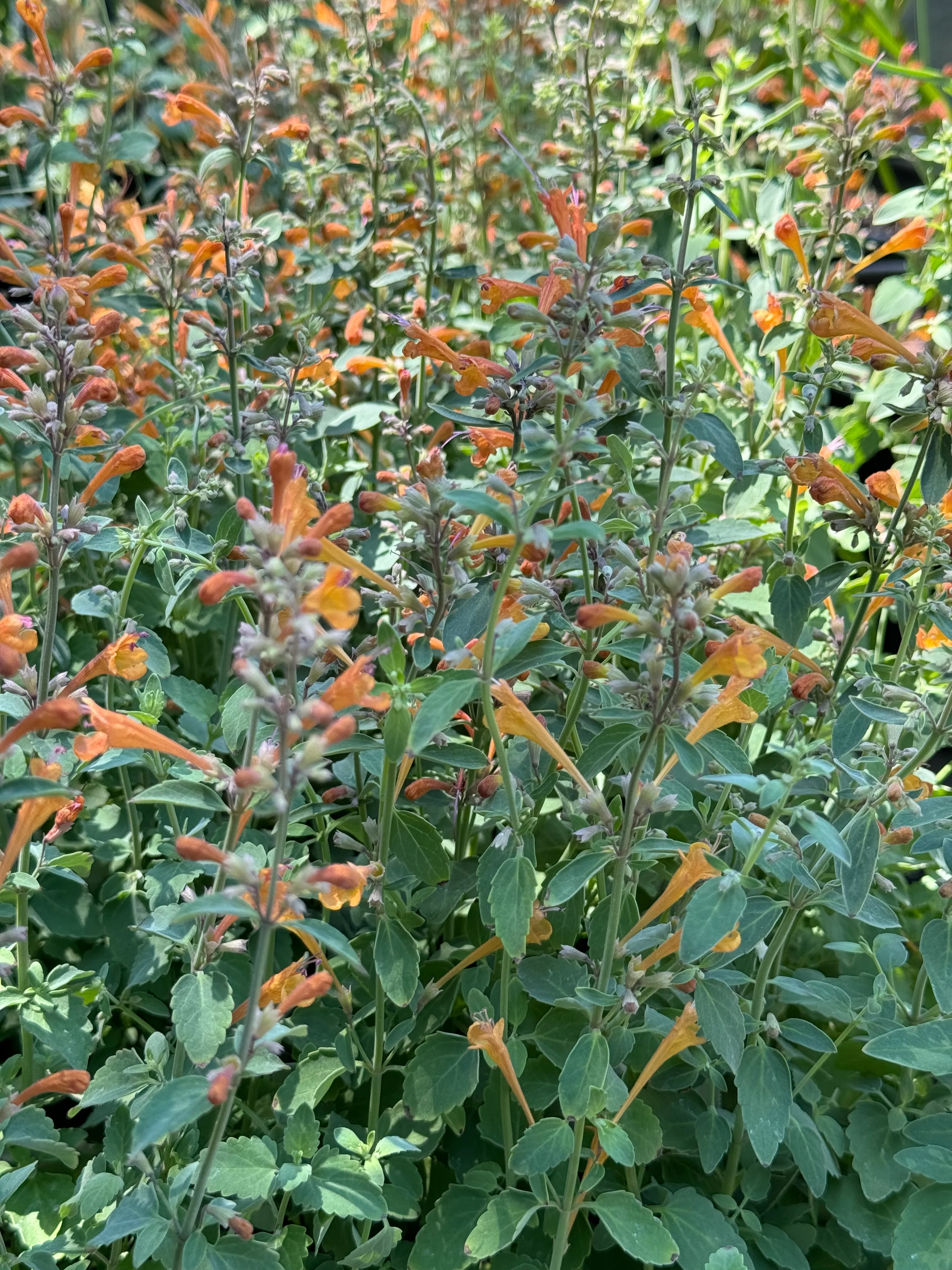 *RETAIL - Agastache ‘Arizona™ Sandstone’ - Image 2