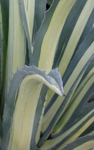 *RETAIL - Agave americana 'Mediopicta Alba'