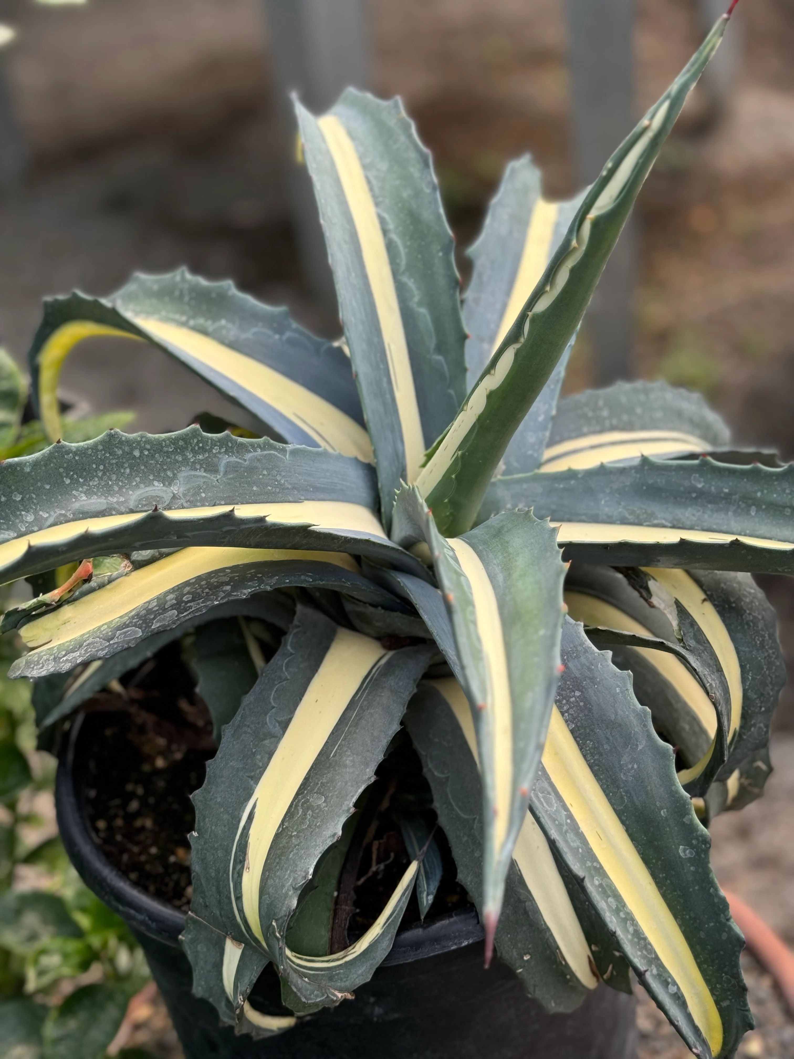 *RETAIL - Agave americana 'Mediopicta Alba' - Image 2
