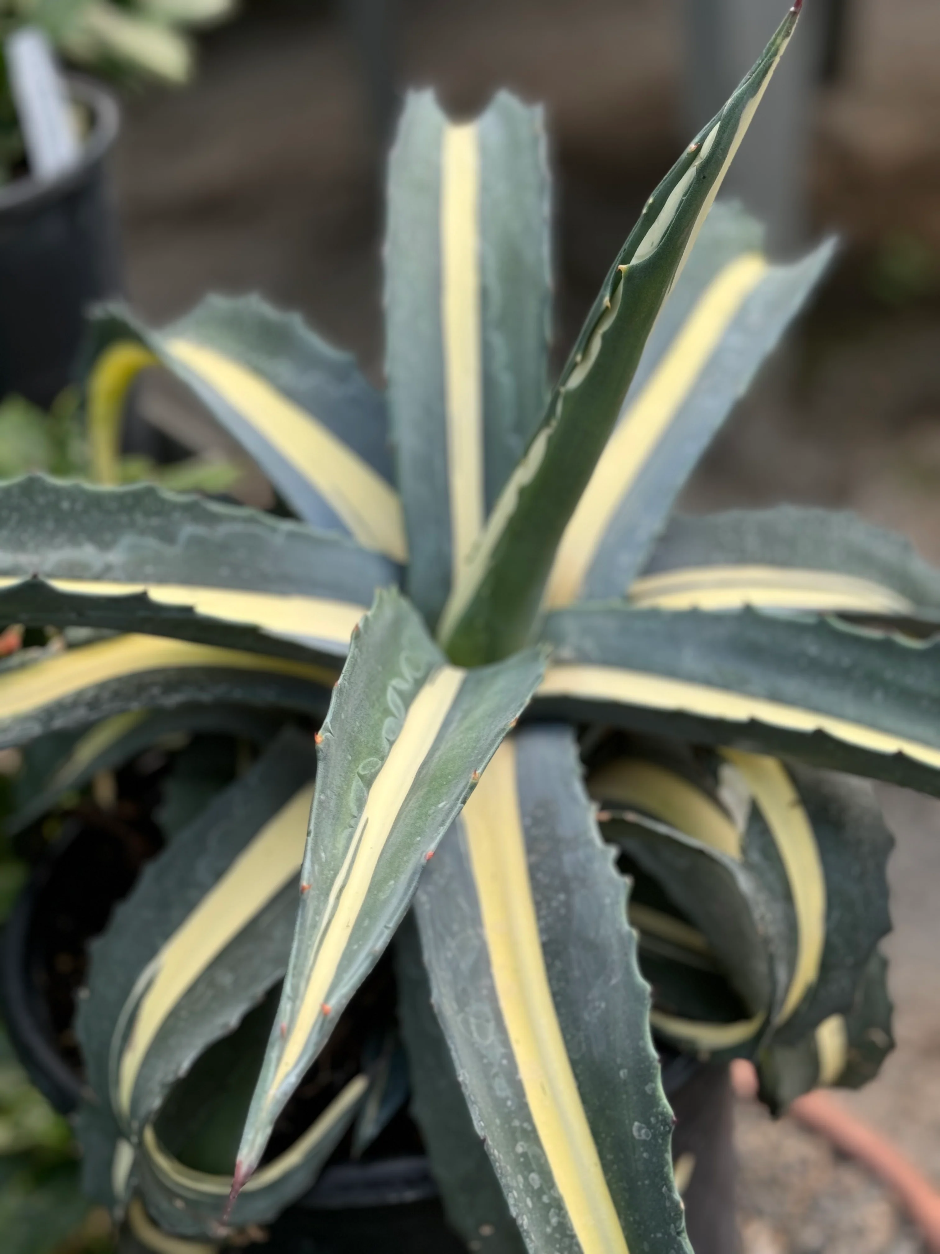 *RETAIL - Agave americana 'Mediopicta Alba' - Image 3