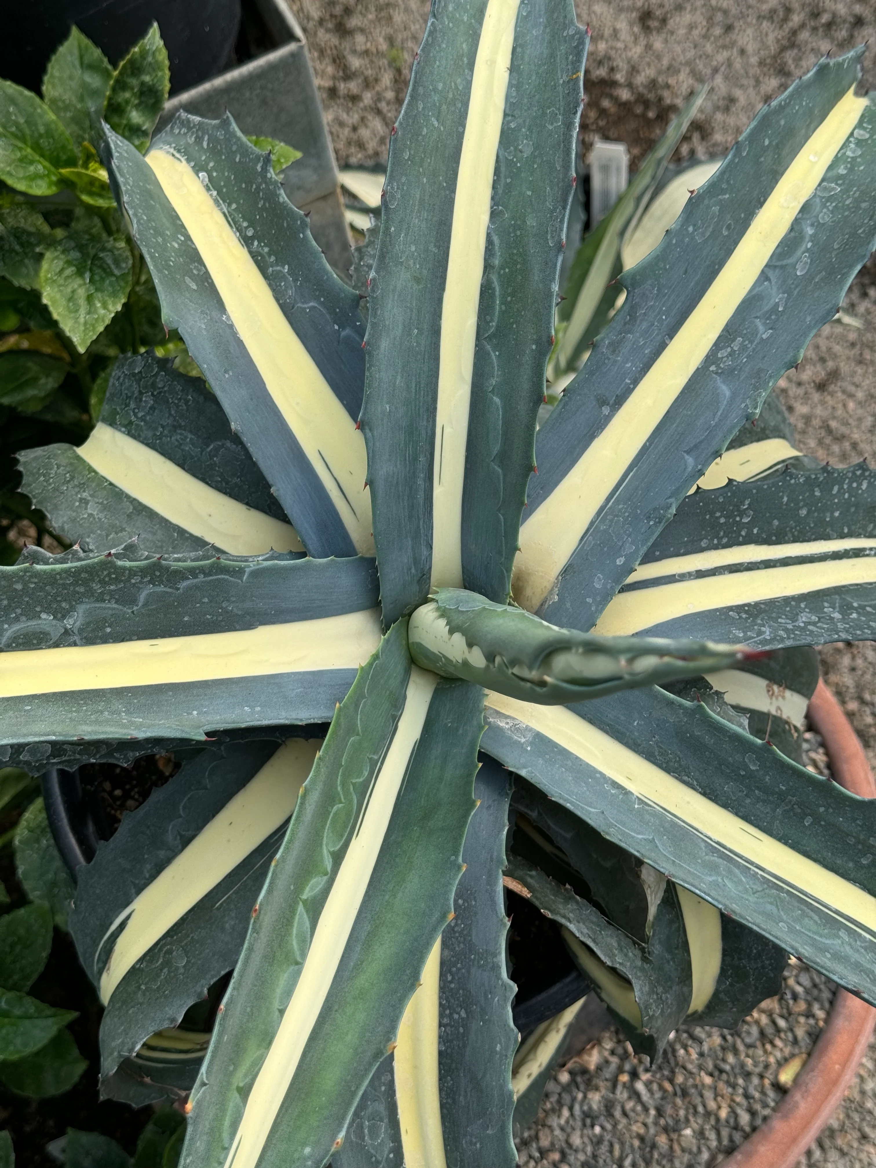 *RETAIL - Agave americana 'Mediopicta Alba' - Image 4