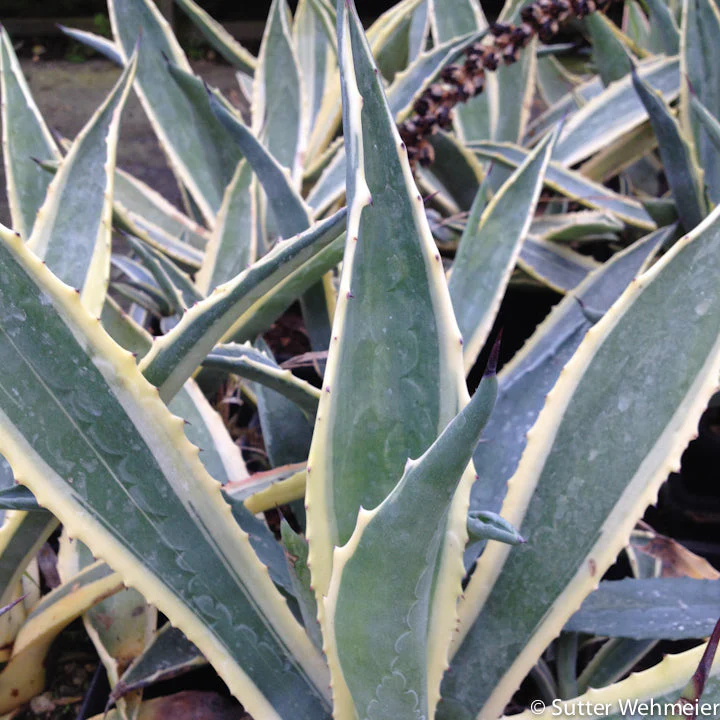 *RETAIL - Agave americana 'Opal' - Image 2