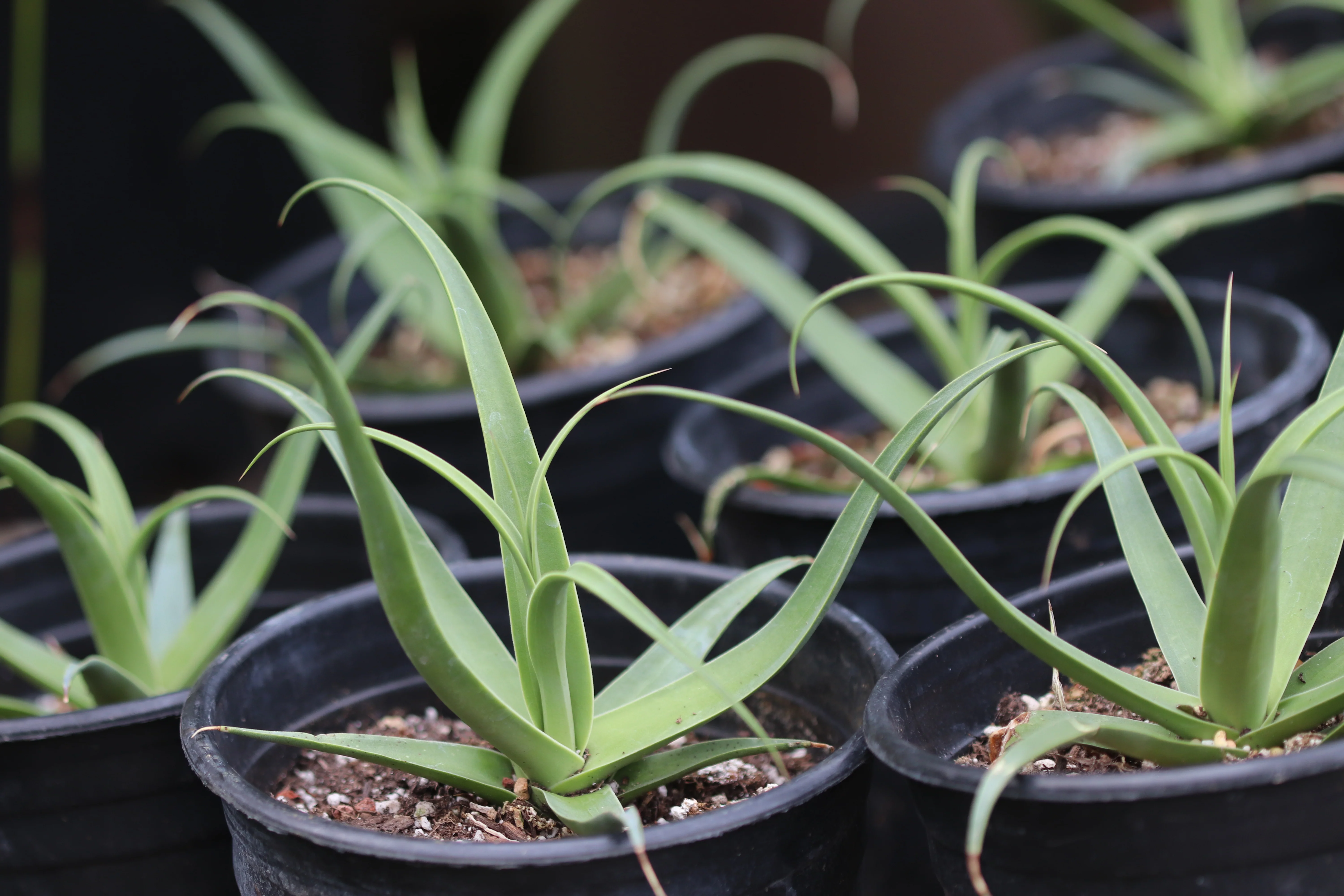 *RETAIL - Agave bracteosa 'Calamar' - Image 2