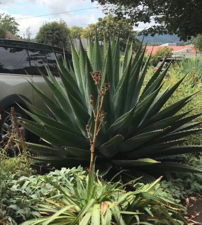 Agave montana (Monte Strain) - Image 3