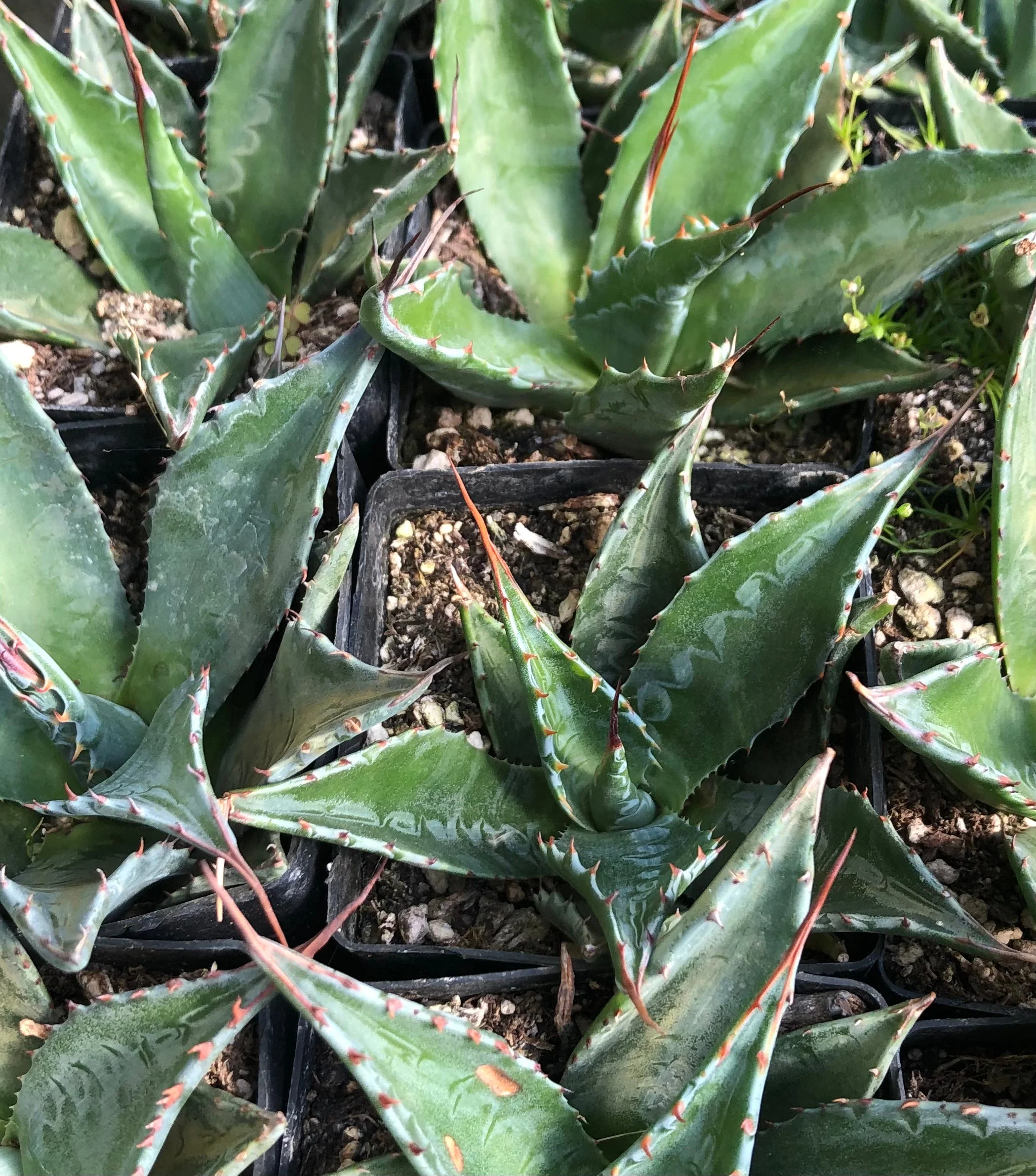 *RETAIL - Agave montana (Monte Strain) - Image 3