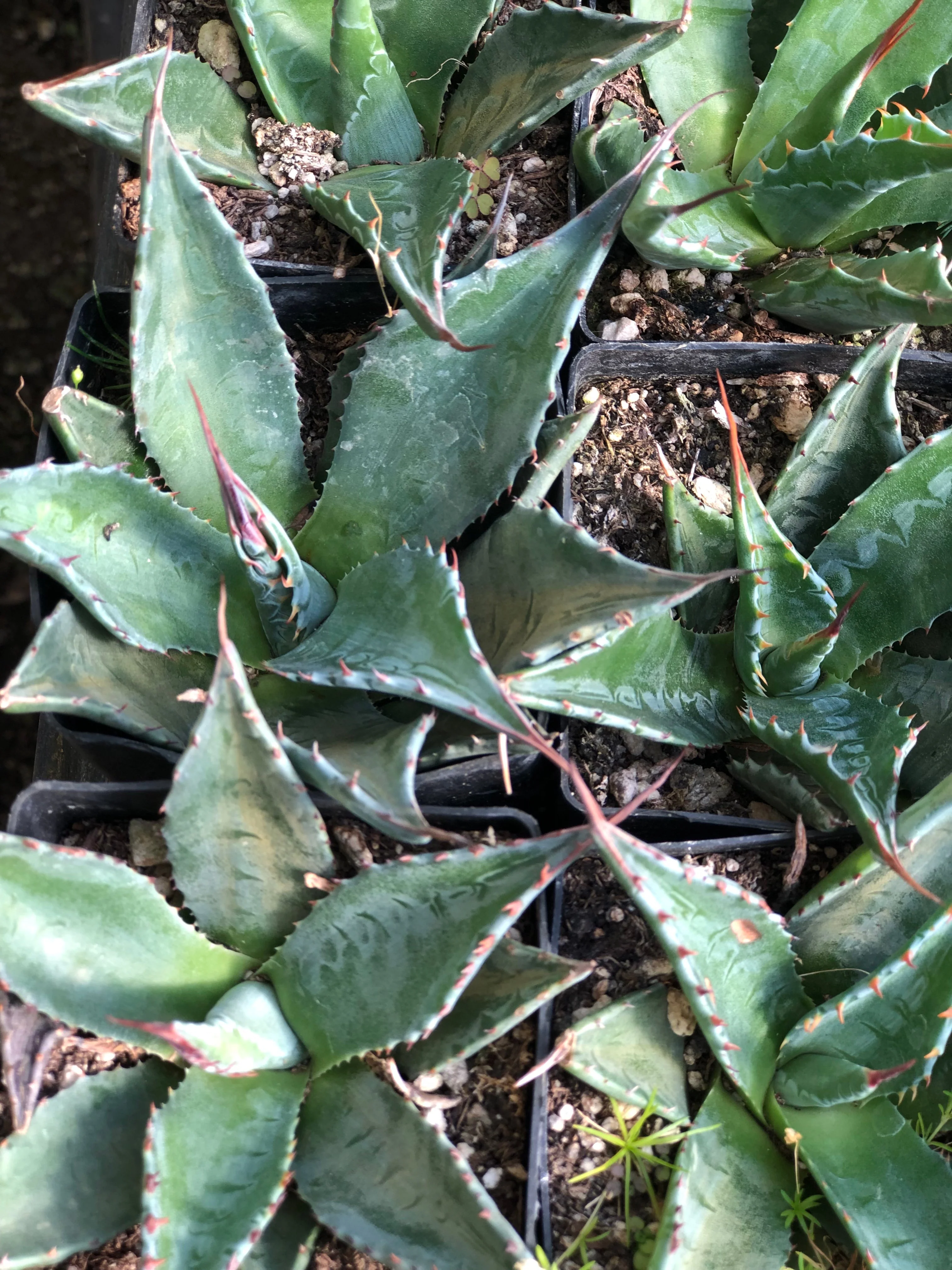 *RETAIL - Agave montana (Monte Strain) - Image 4